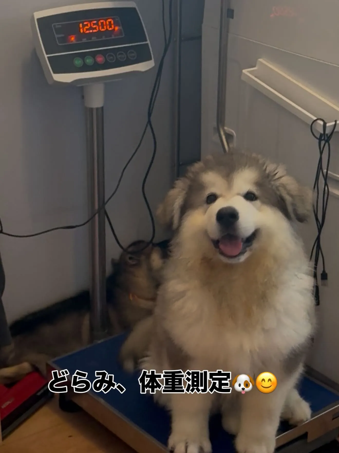 どらみさんの成長記録🐶