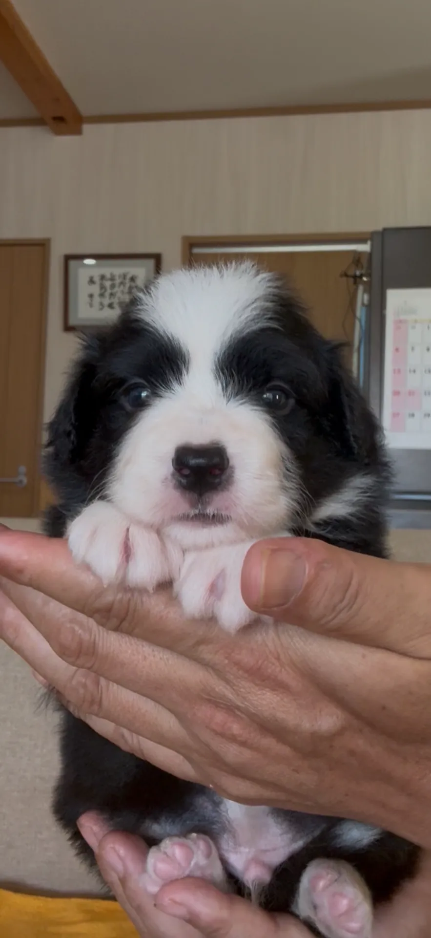 良血統！ボーダーコリー誕生しました。　新春特別価格にて販売致します。