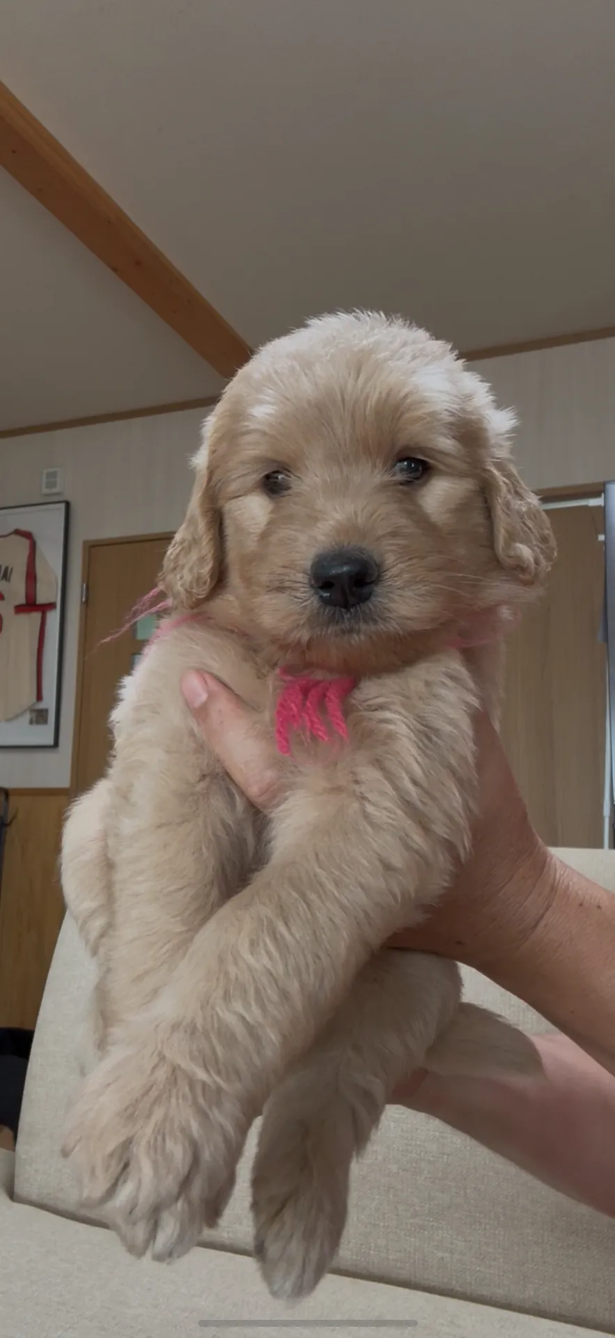 ゴールデンドゥードゥル誕生しました。新春大特価にて販売致します。