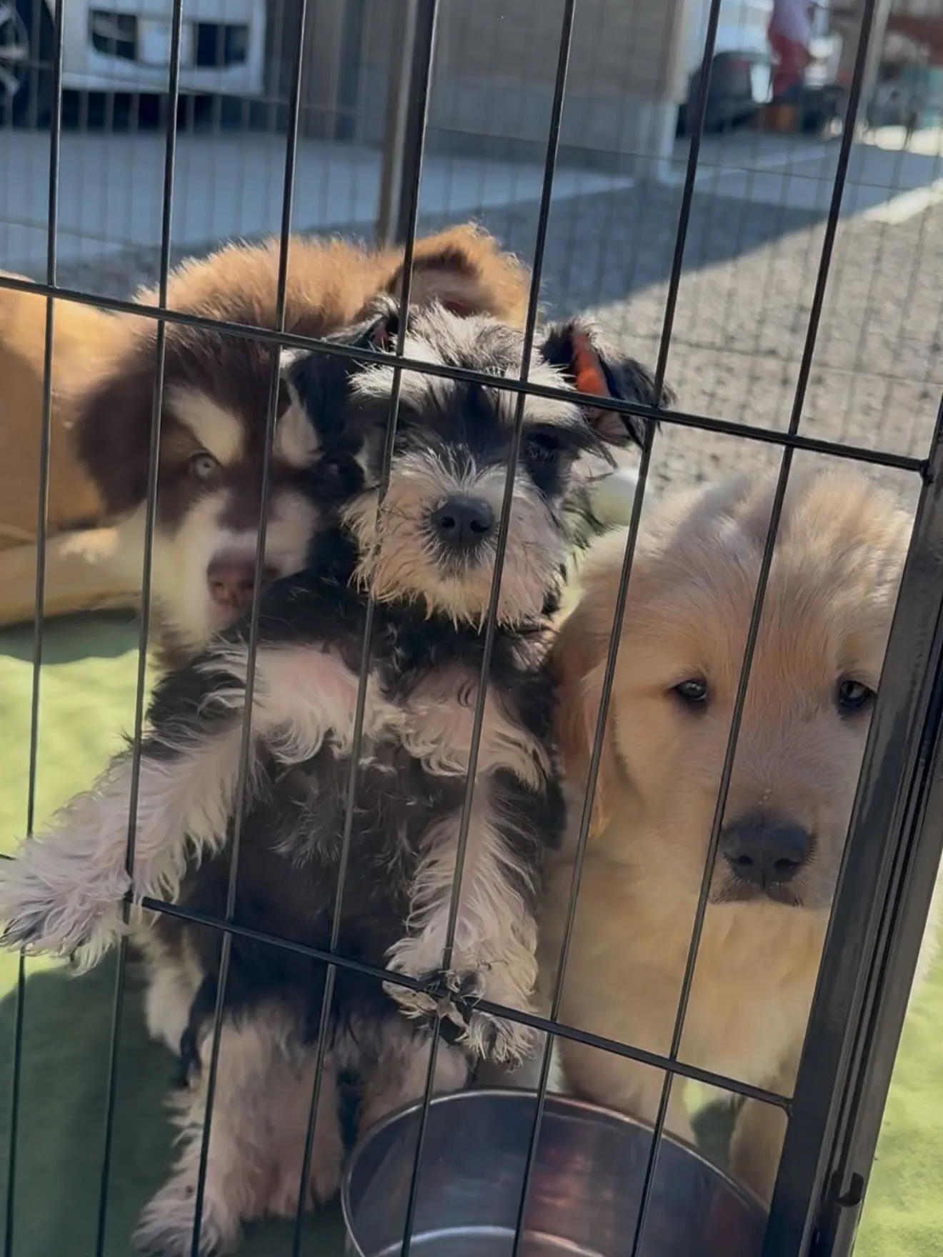 午後のひととき🐶
