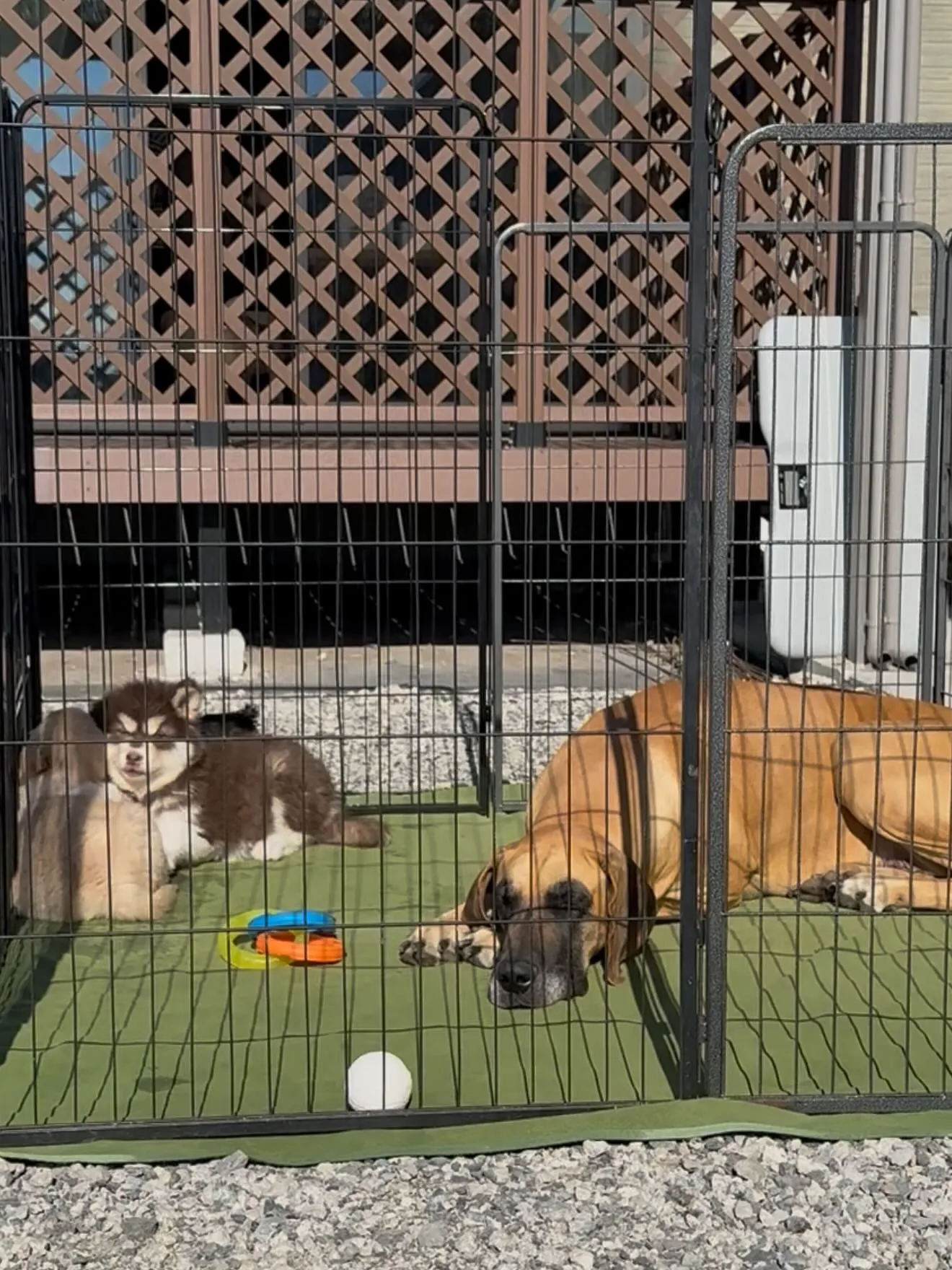 午後のひととき🐶