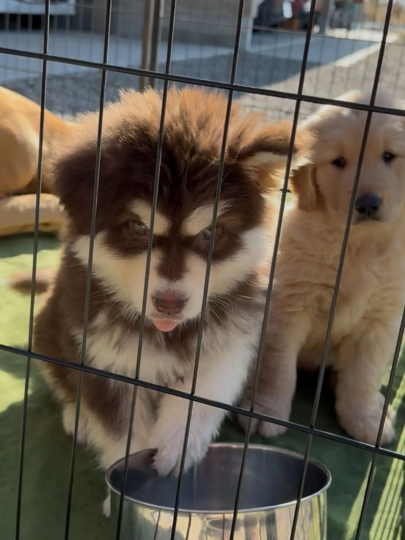 午後のひととき🐶
