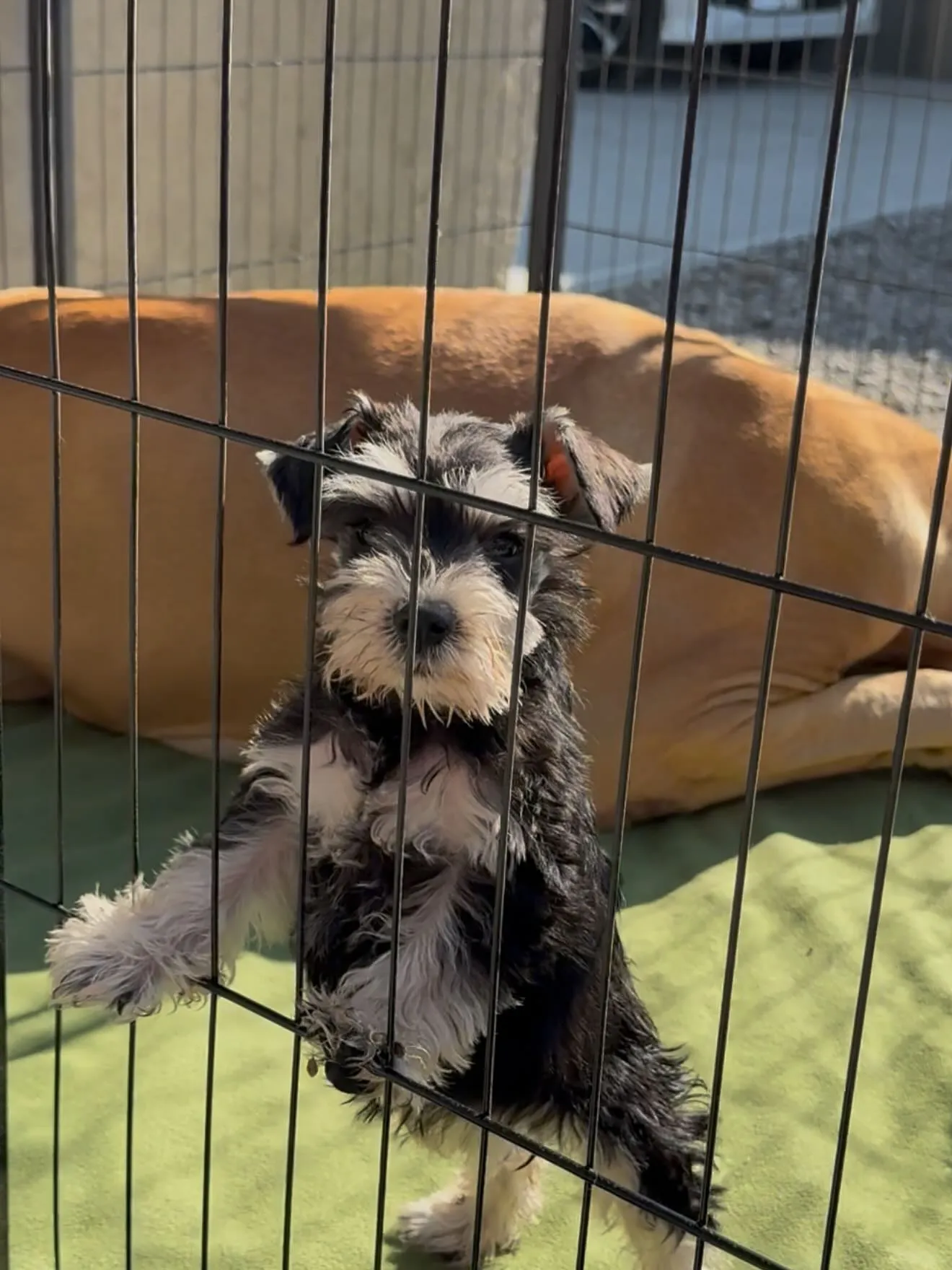 午後のひととき🐶
