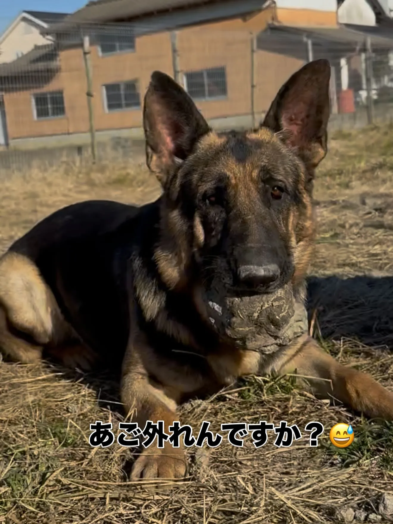 重さ2キロ以上の石🪨咥えています😅