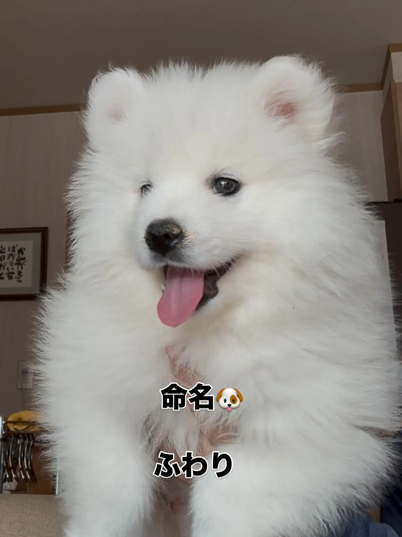 血統抜群の素晴らしいサモエド🐶