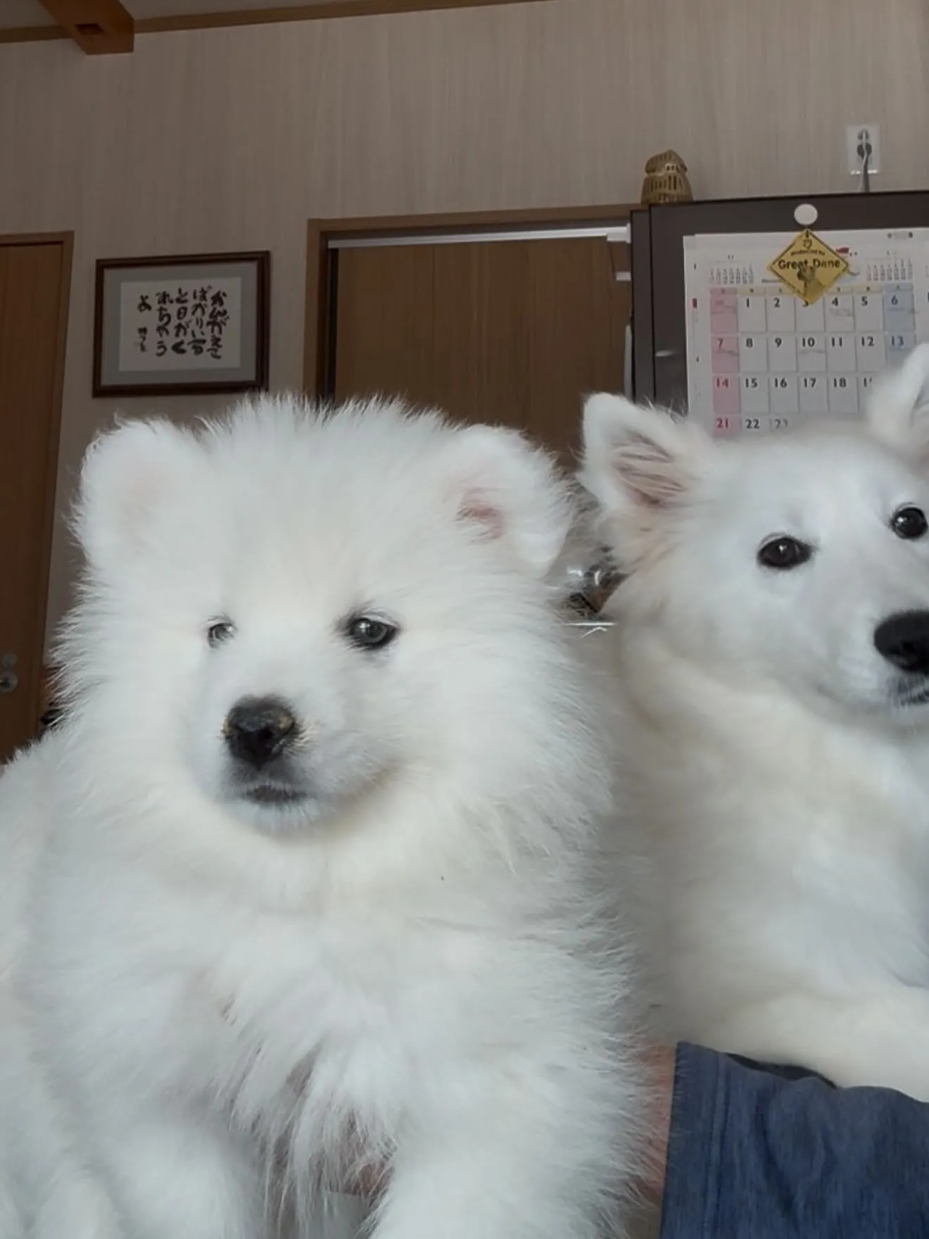 血統抜群の素晴らしいサモエド🐶