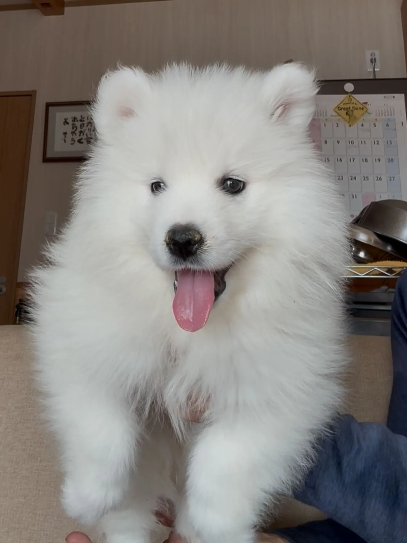 血統抜群の素晴らしいサモエド🐶