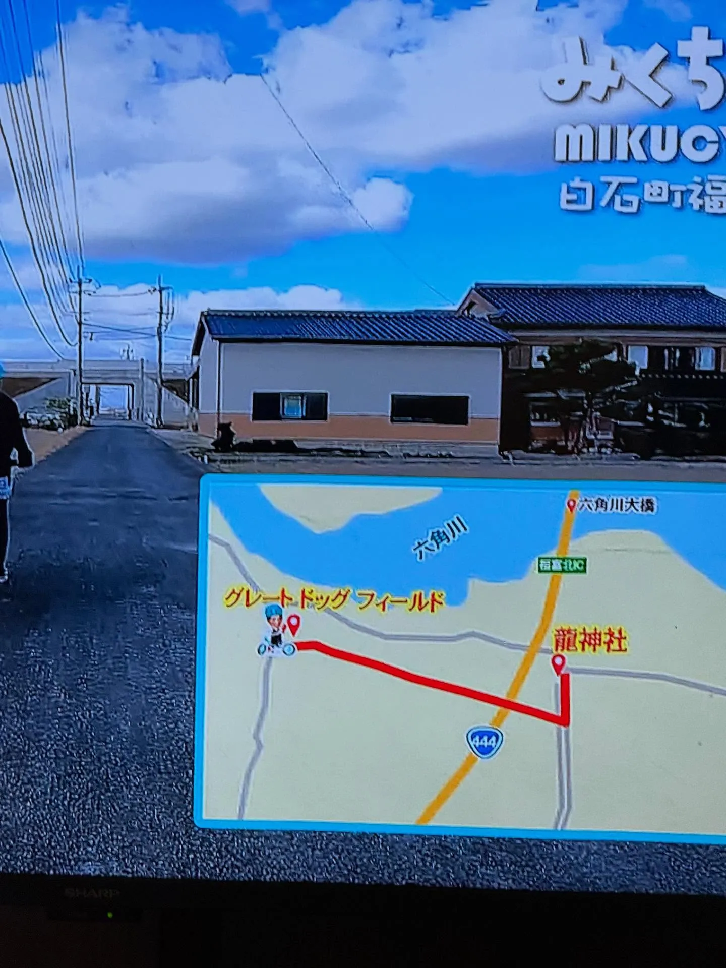 血統抜群の素晴らしいサモエド🐶