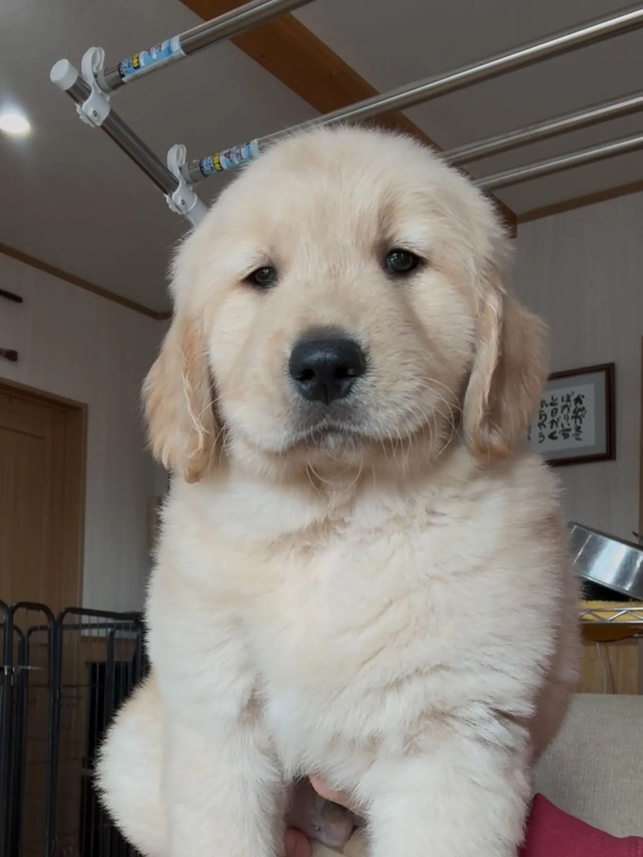 ゴルくんのトリミング🐶