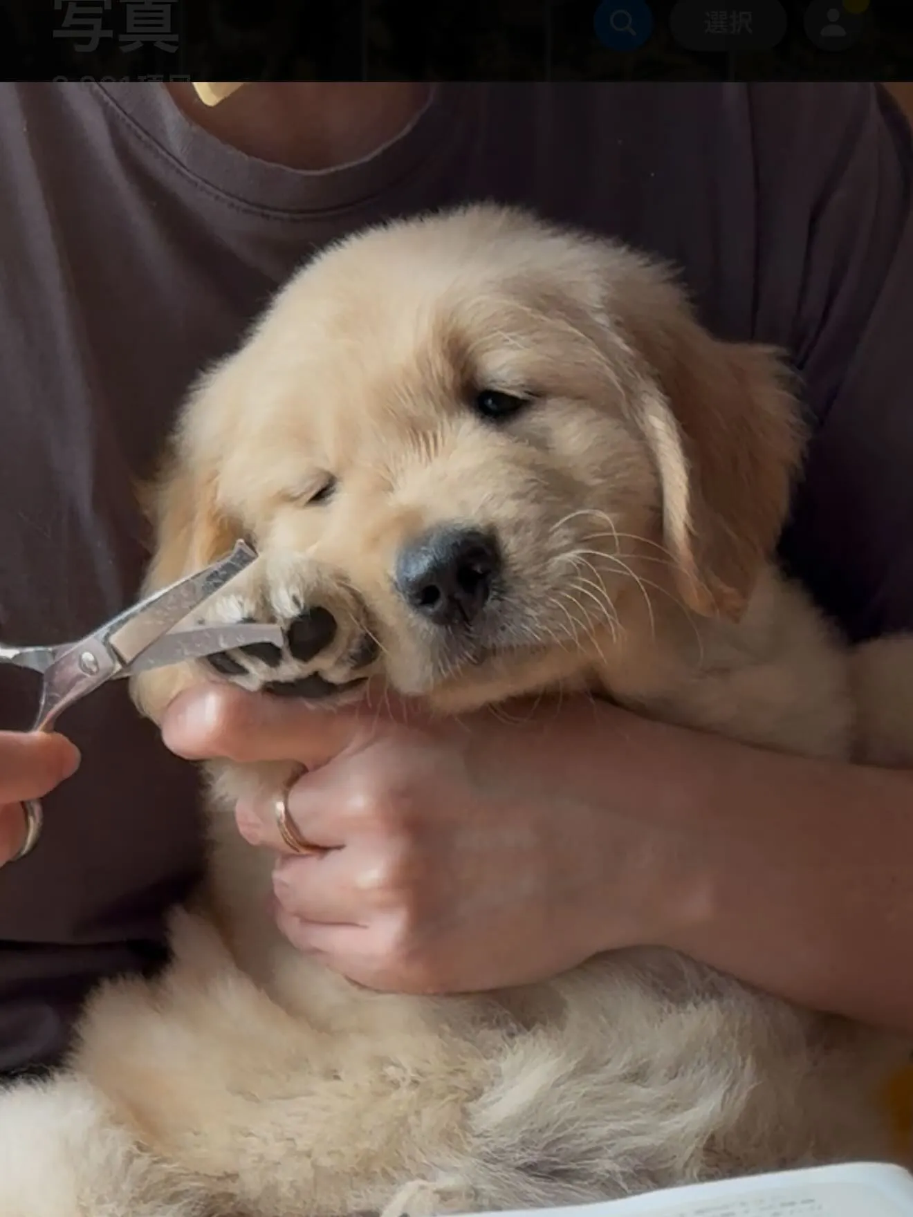 ゴルくんのトリミング🐶