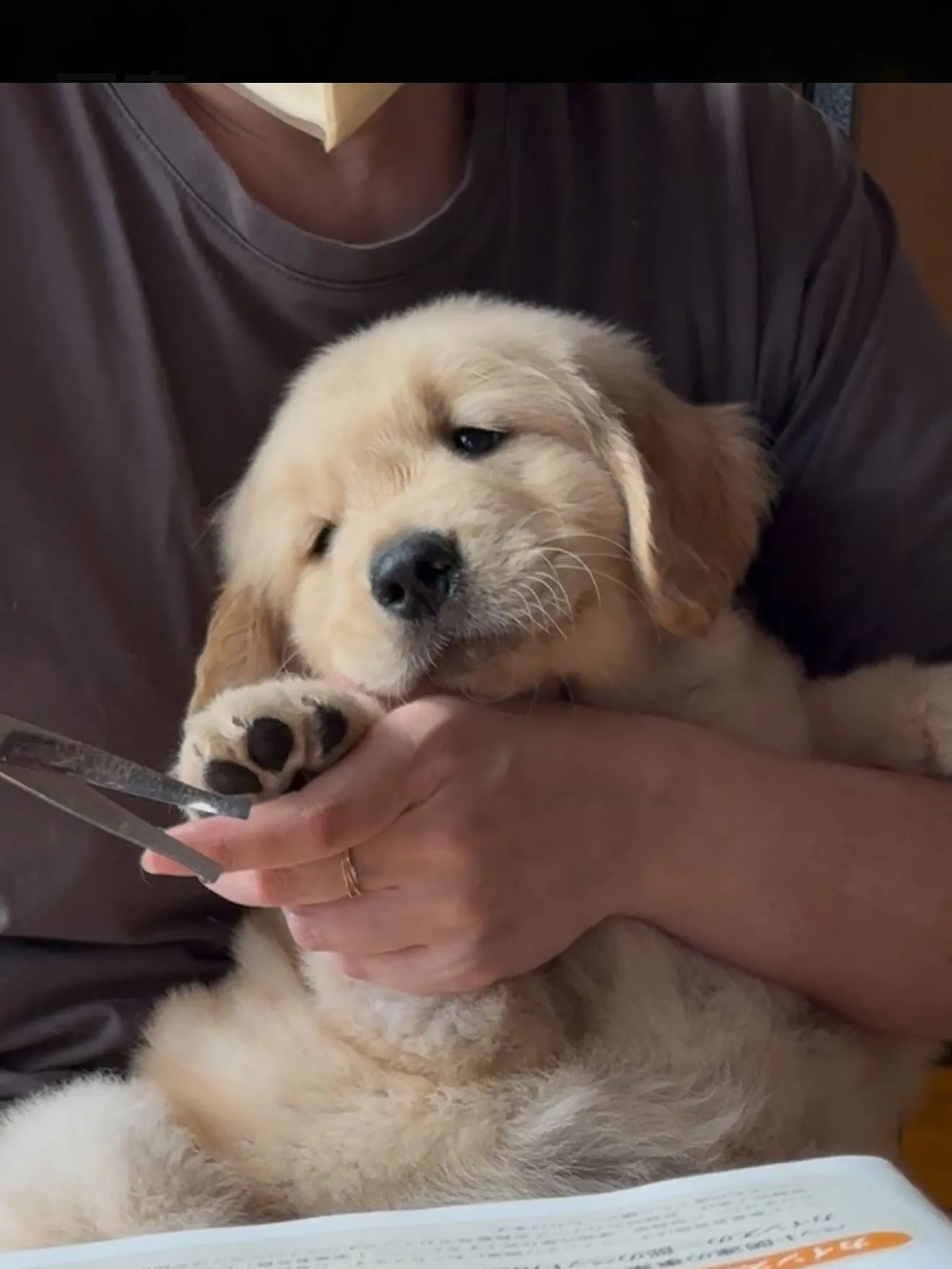 ゴルくんのトリミング🐶