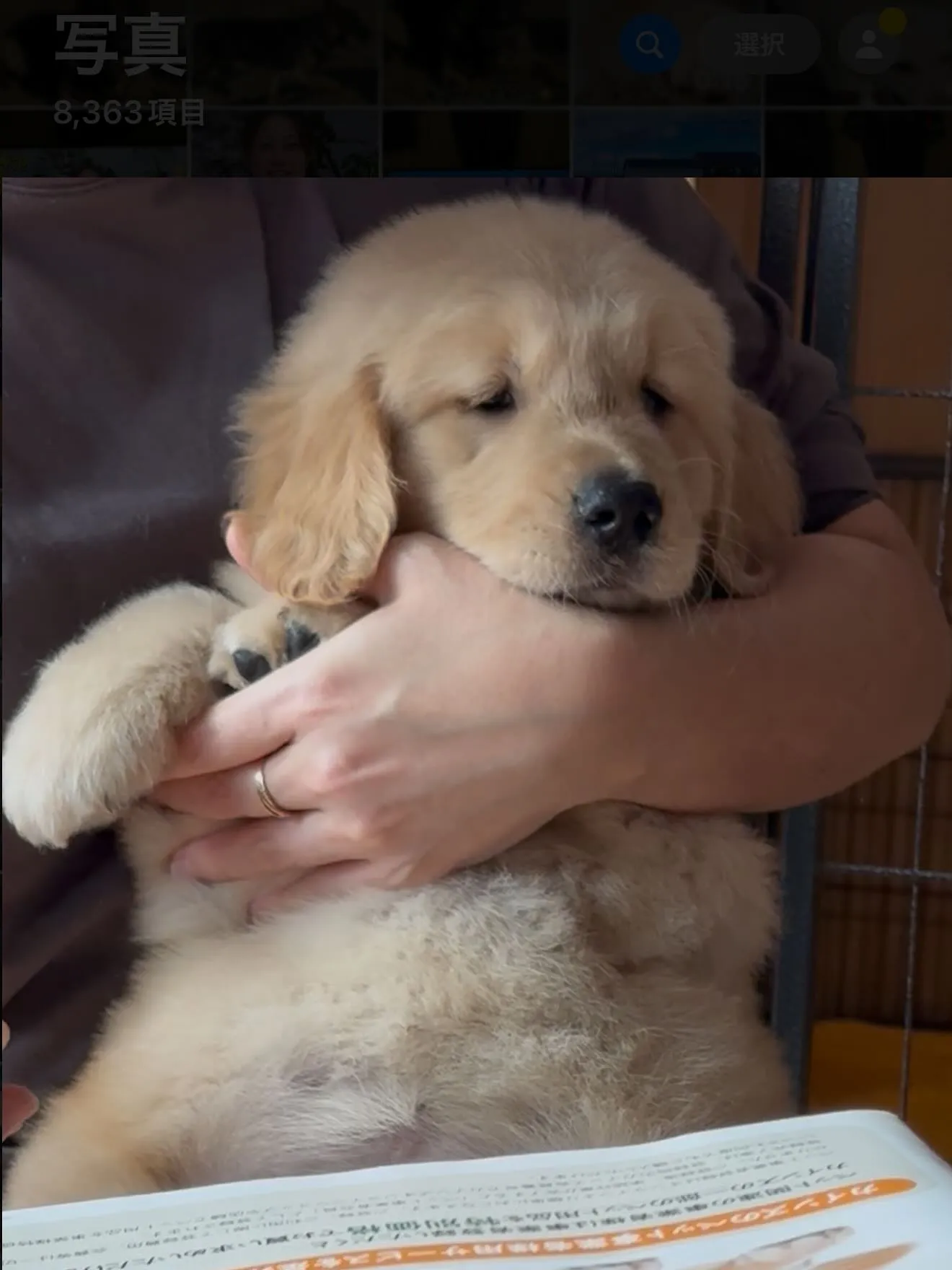 ゴルくんのトリミング🐶