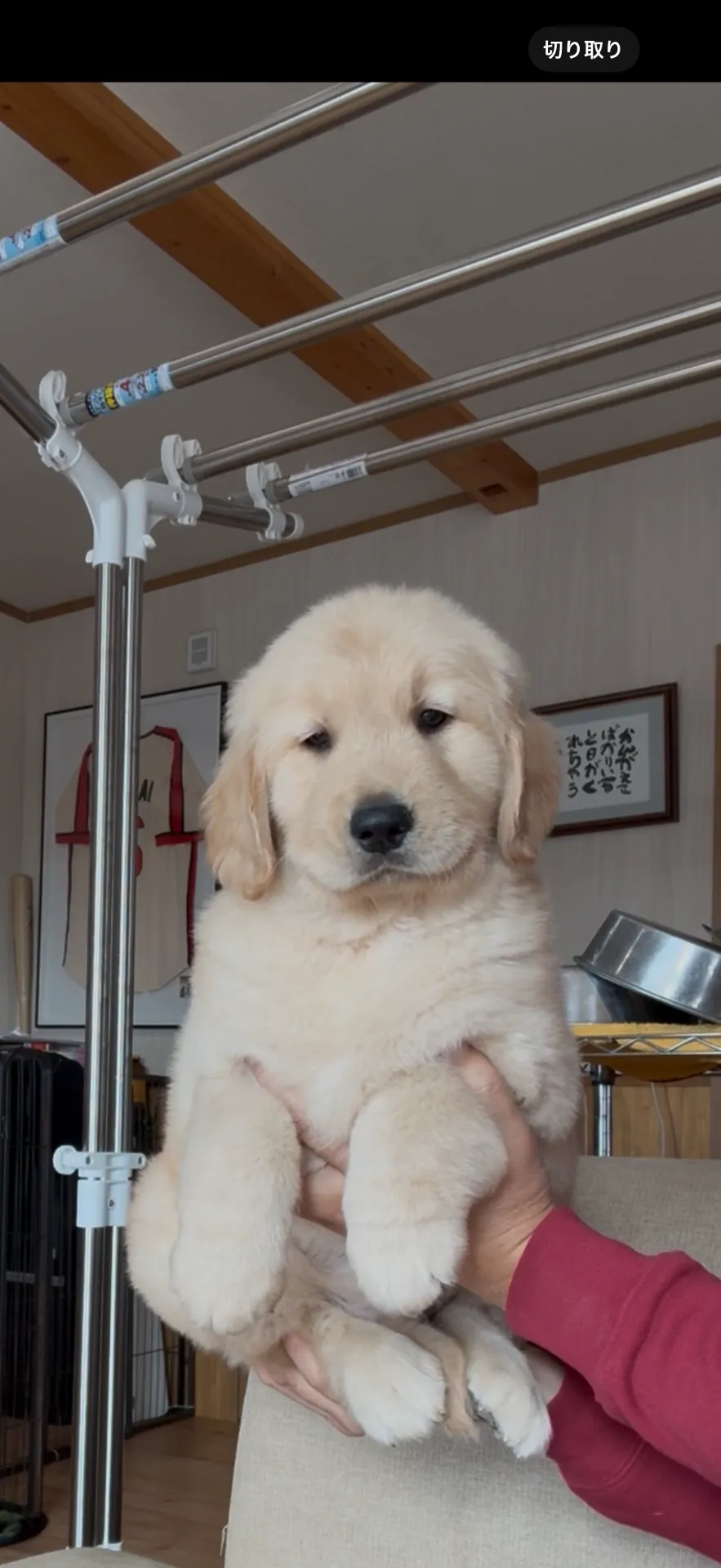 ご家族が決まりました。長崎県お客様ありがとうございました。