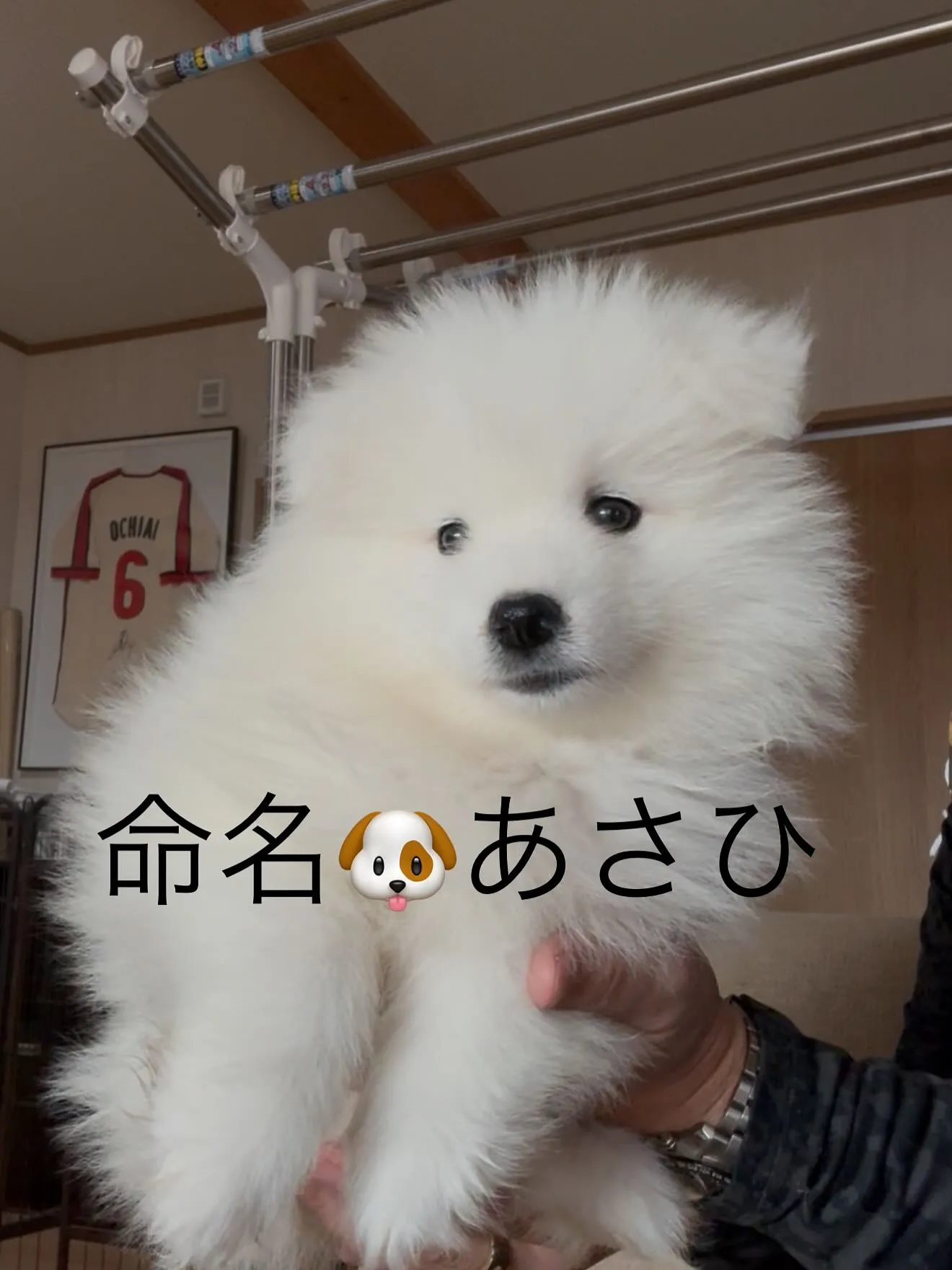 血統抜群の素晴らしいサモエド2頭が、