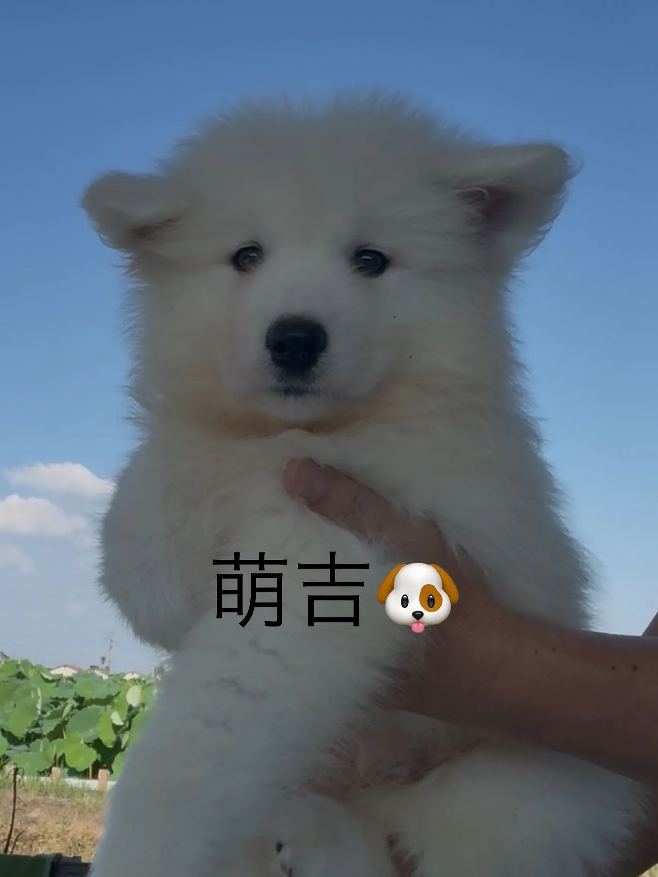 血統抜群の素晴らしいサモエド2頭が、