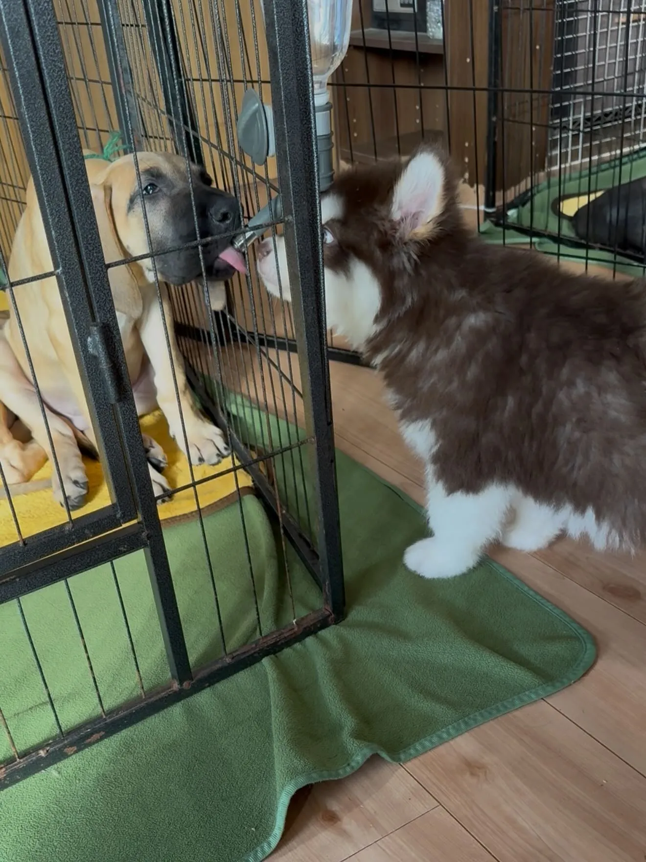 午前のひととき🐶