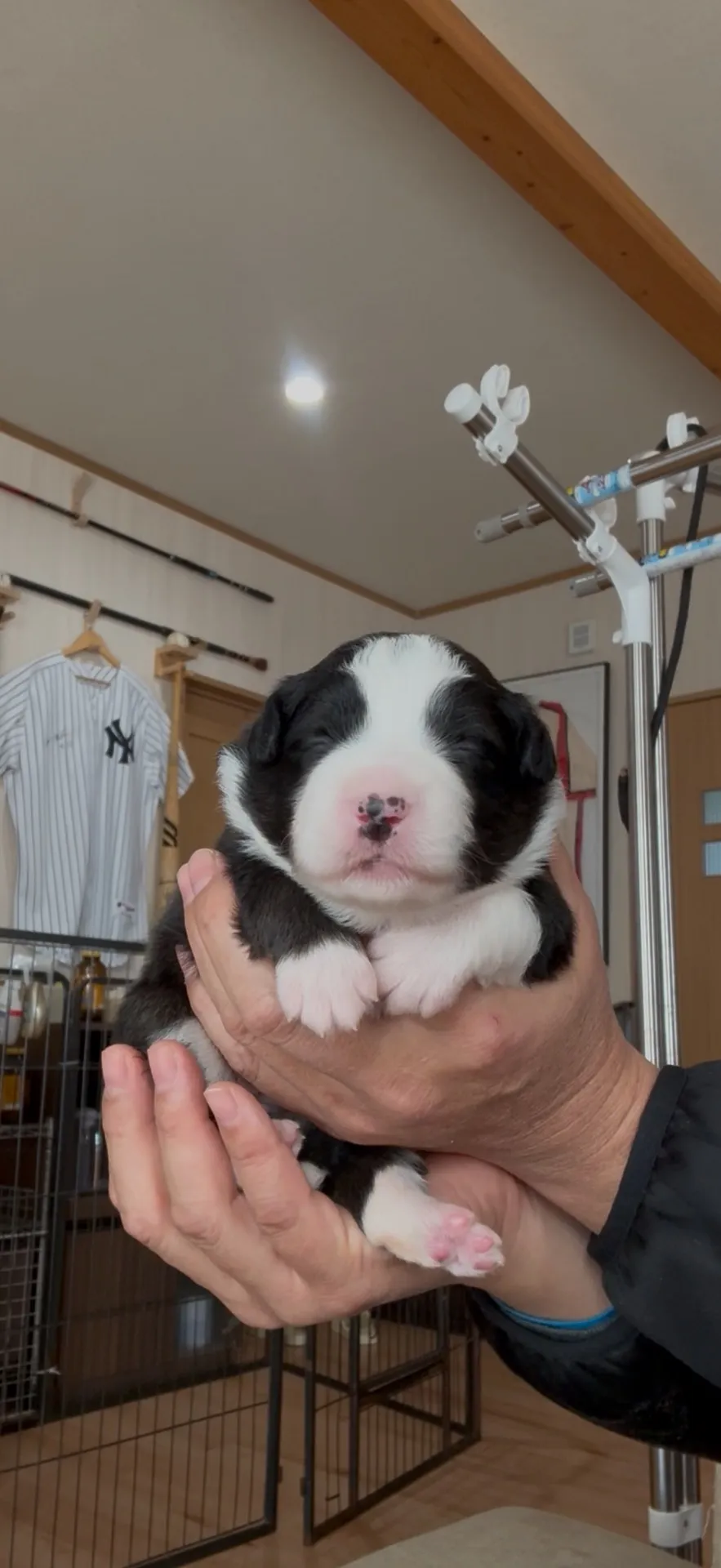 年末年始特別セール！！　良血統！ボーダーコリー　22.8万円〜