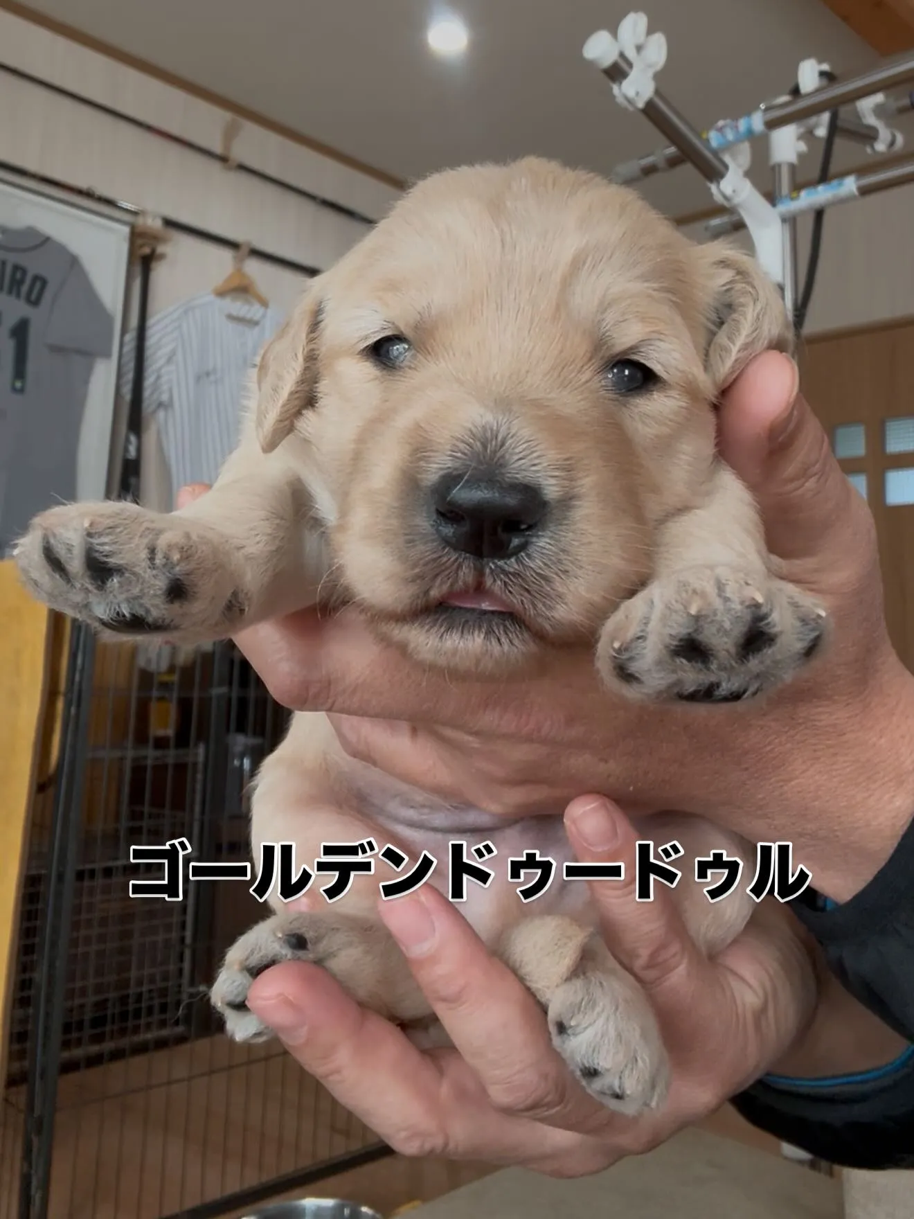 仔犬達が誕生致しました☺️