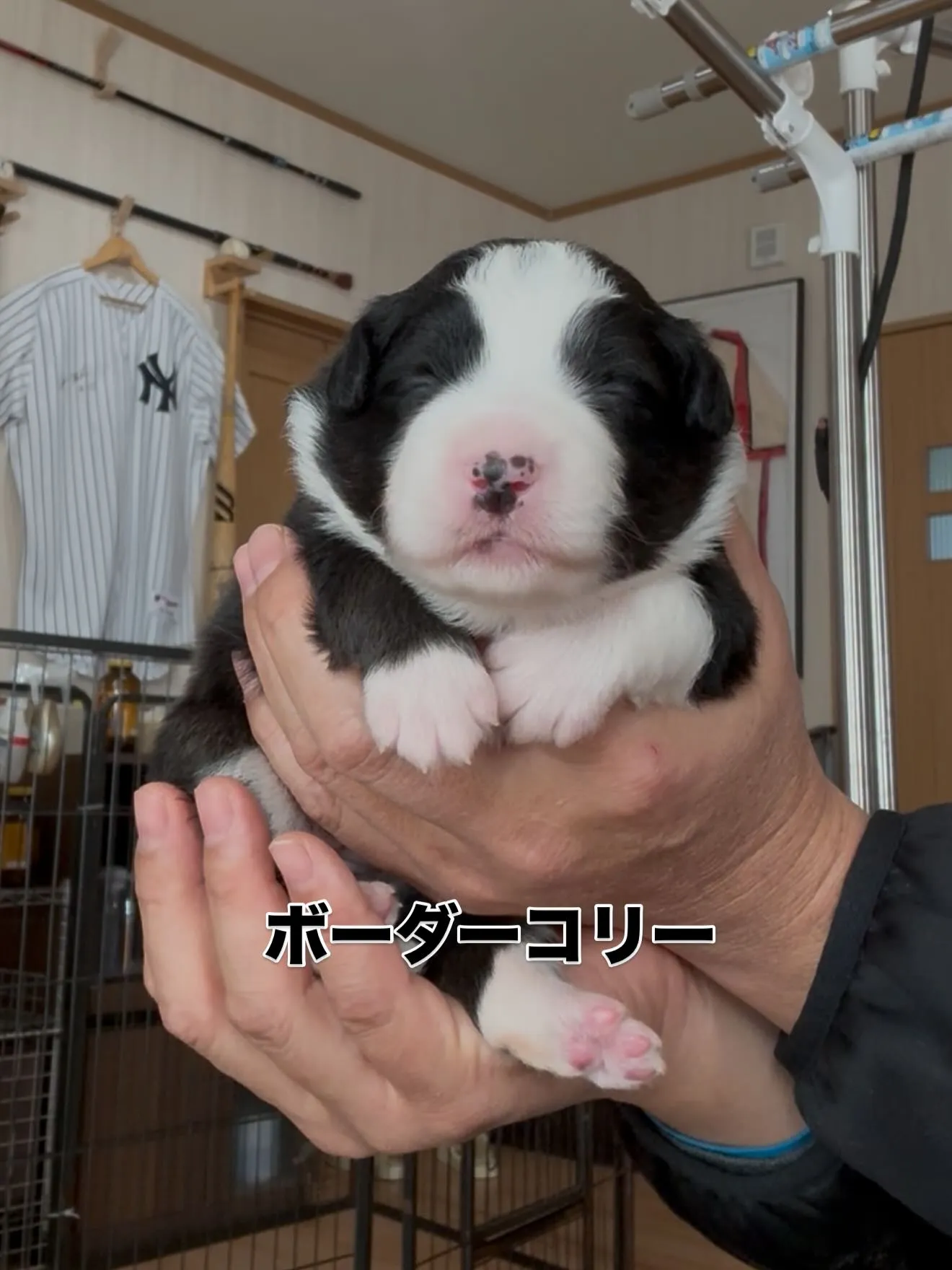 仔犬達が誕生致しました☺️