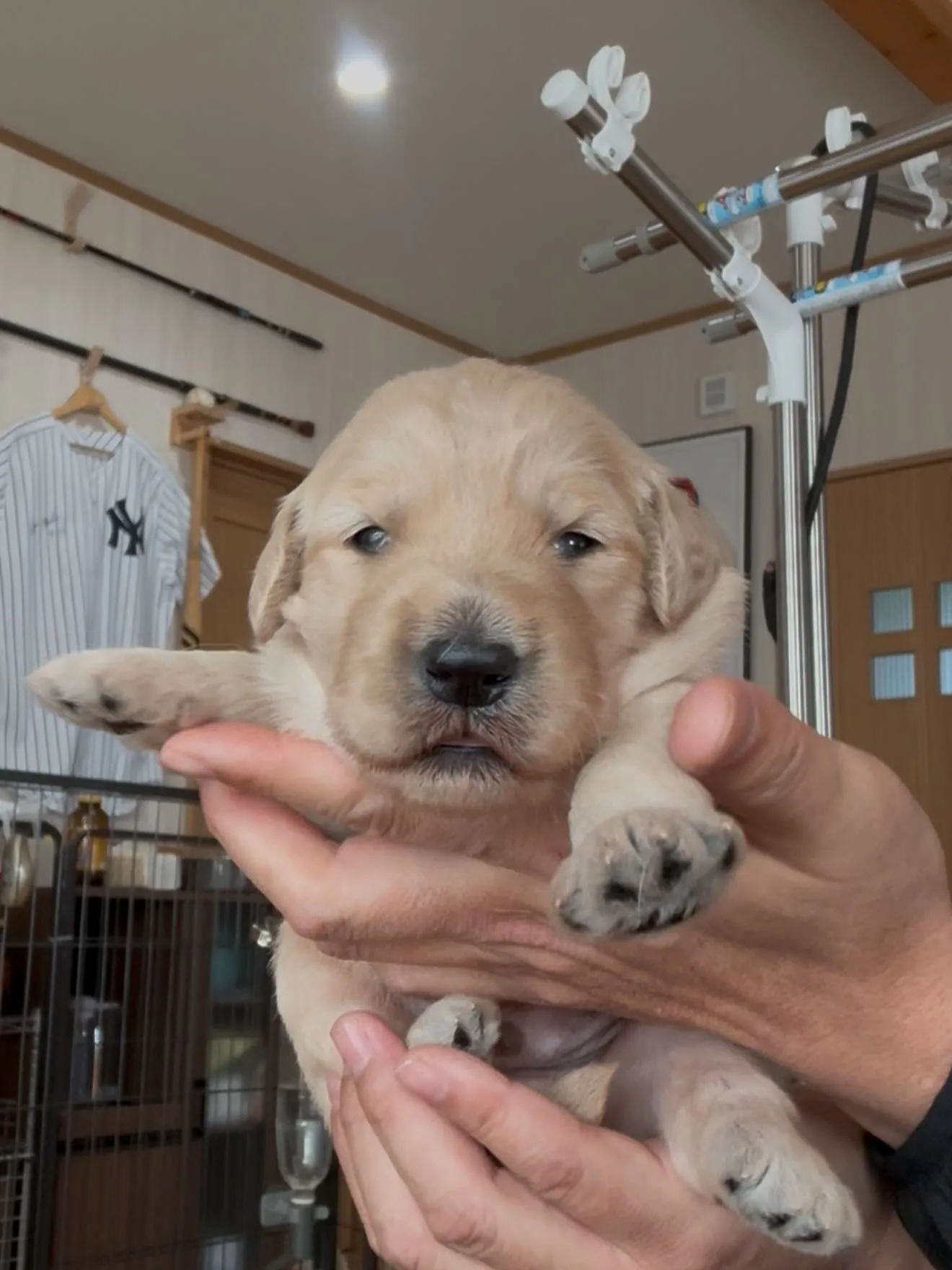 仔犬達が誕生致しました☺️