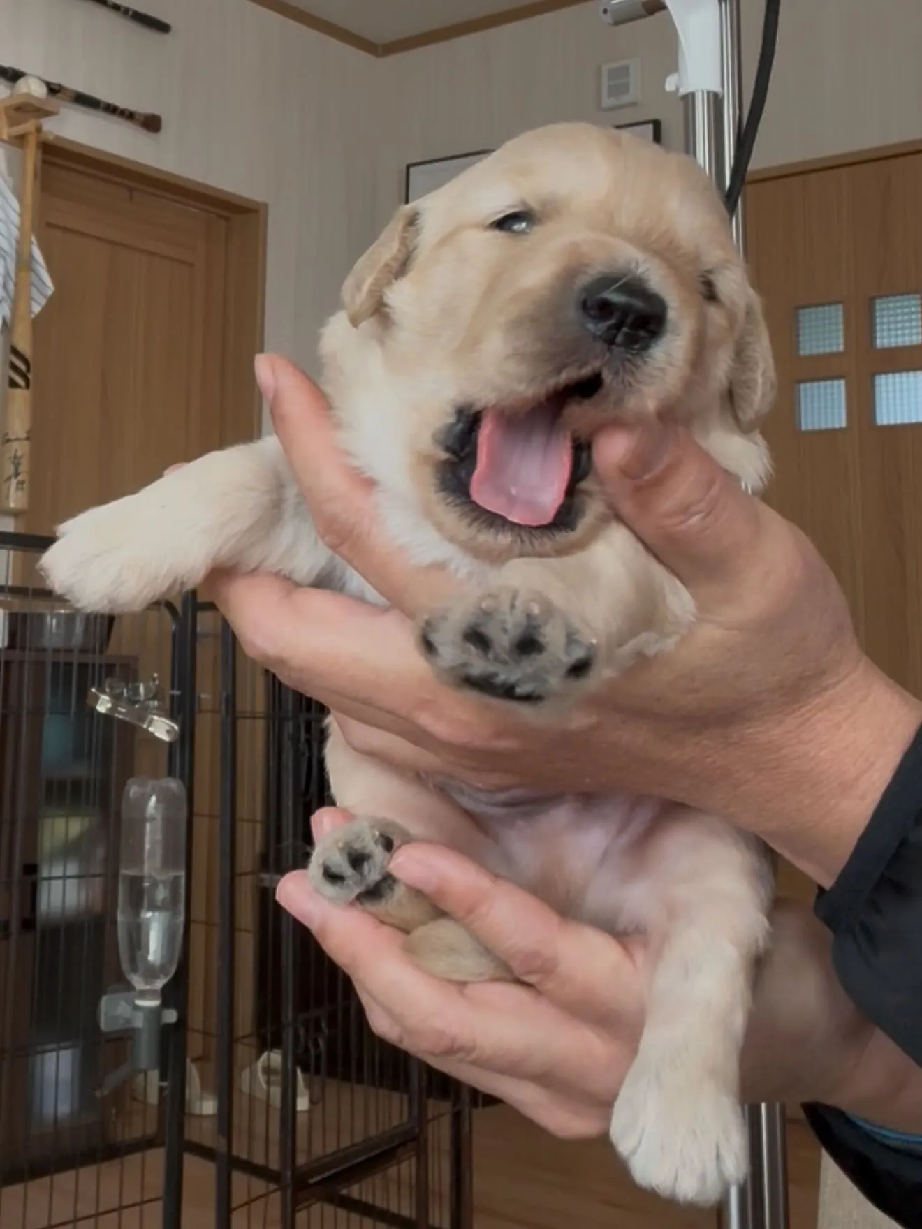 仔犬達が誕生致しました☺️