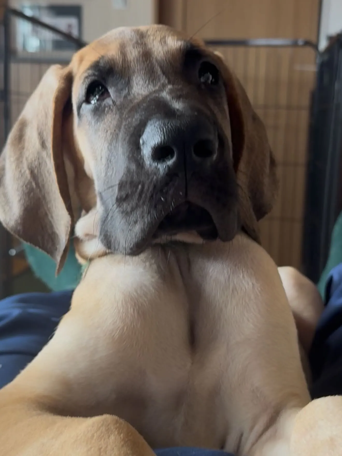 千葉県に嫁ぎます、グレートデンの寅寿♂