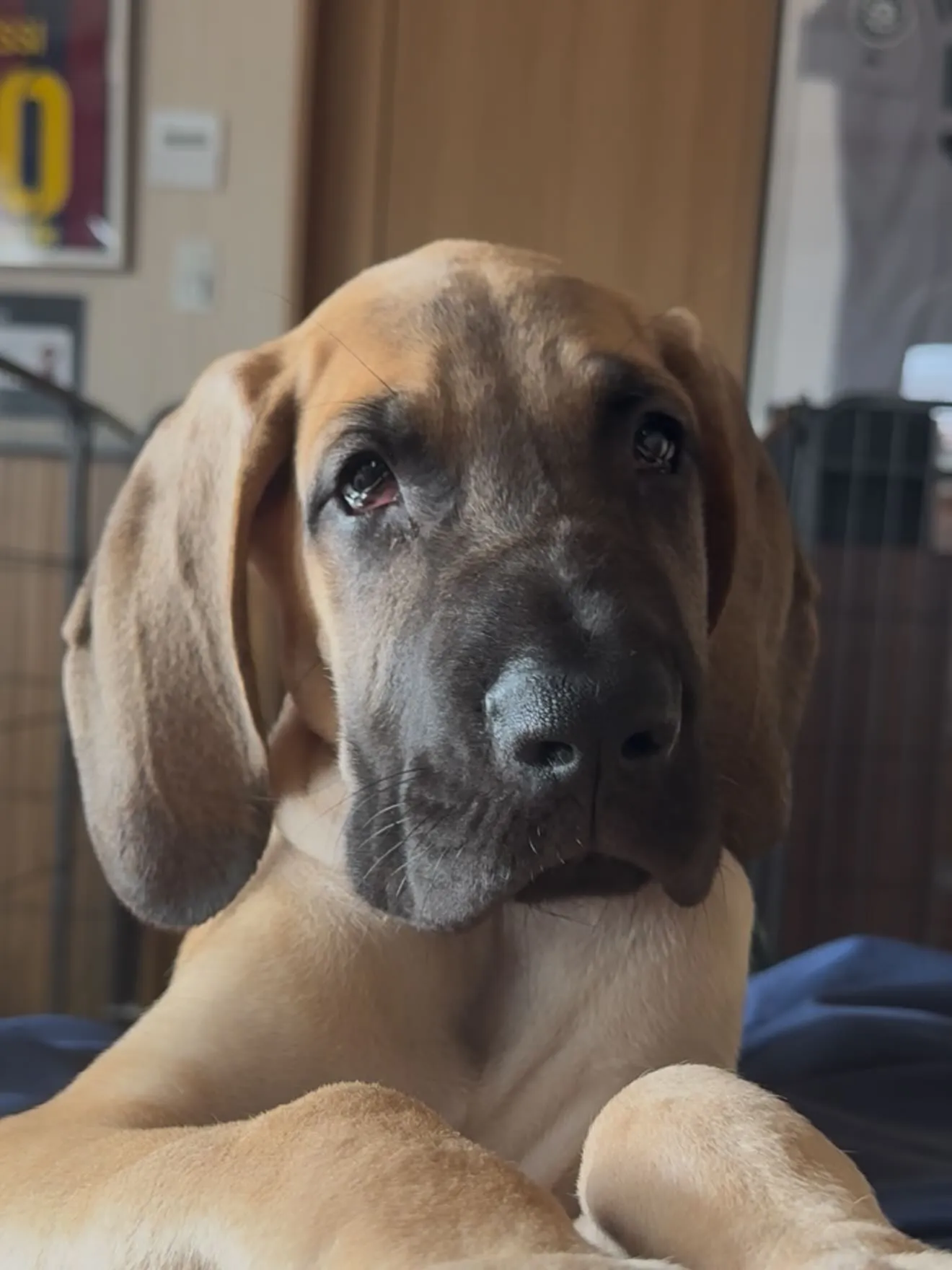 千葉県に嫁ぎます、グレートデンの寅寿♂