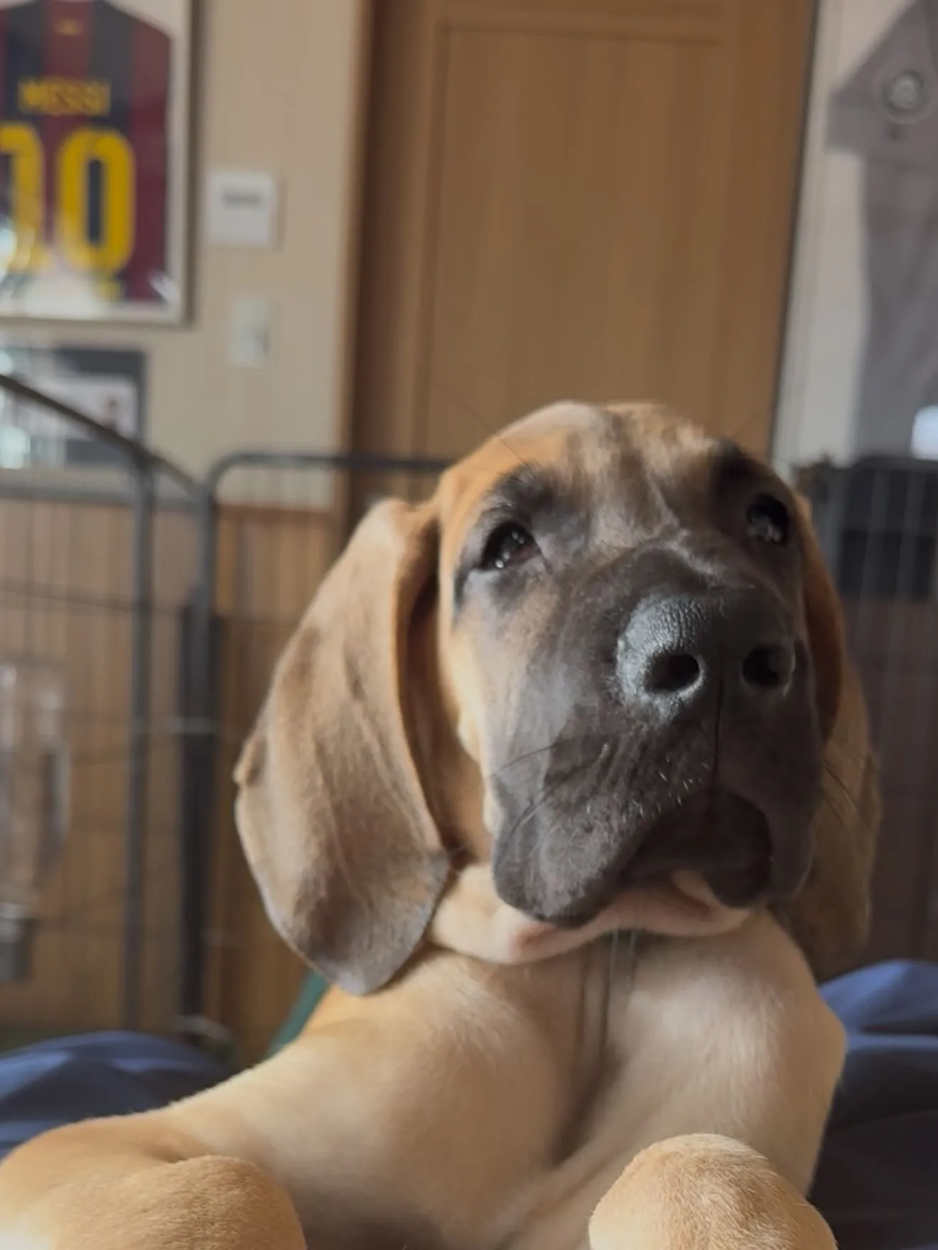千葉県に嫁ぎます、グレートデンの寅寿♂