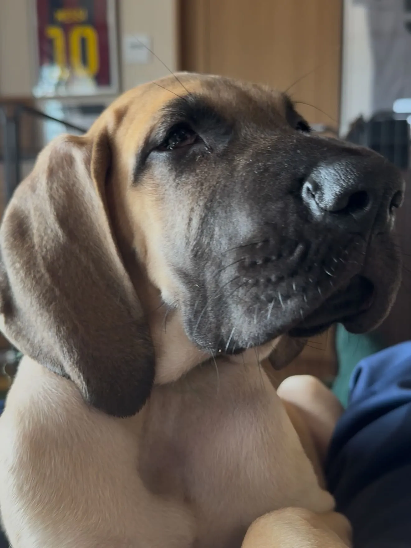 千葉県に嫁ぎます、グレートデンの寅寿♂