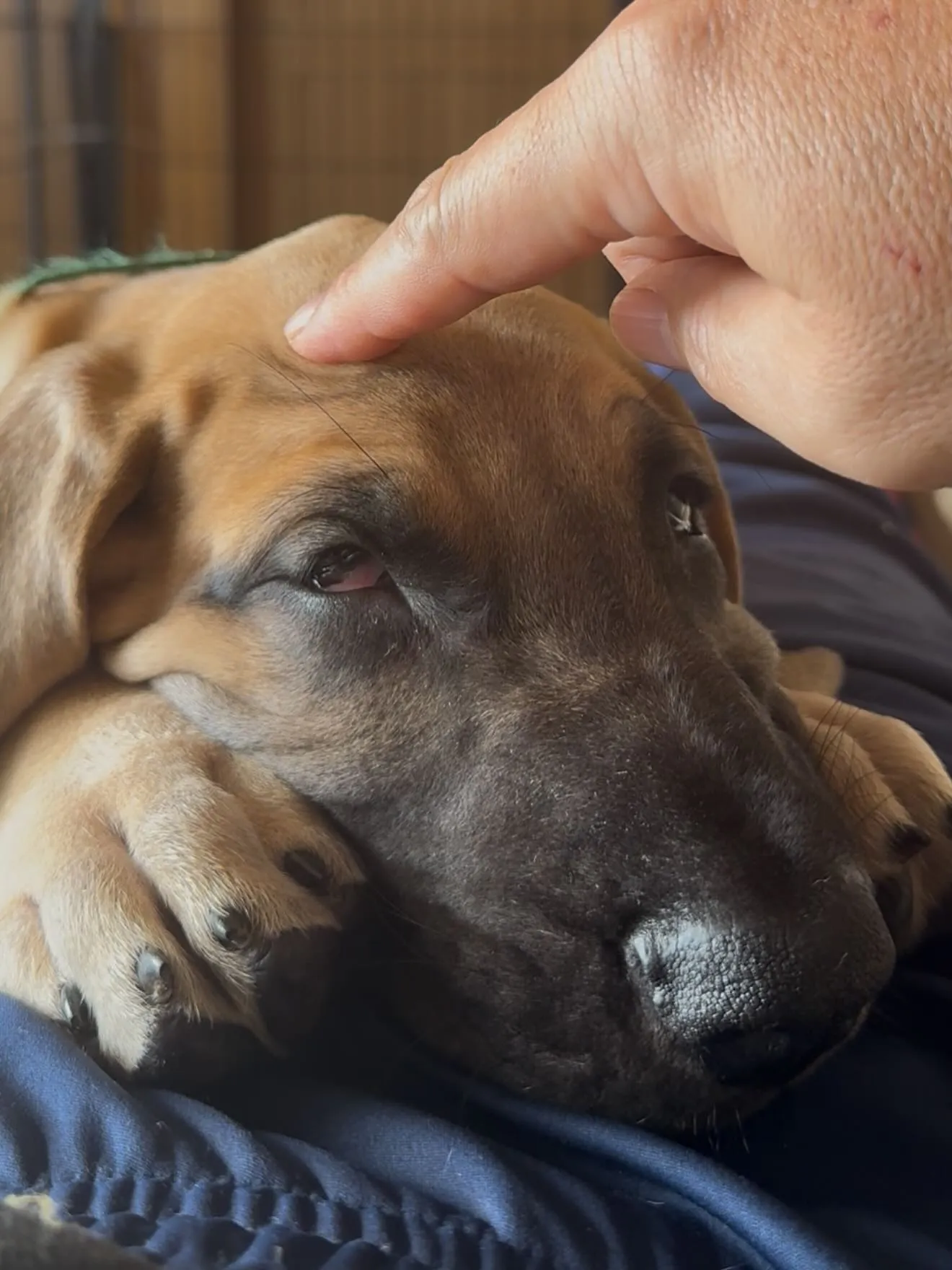 千葉県に嫁ぎます、グレートデンの寅寿♂