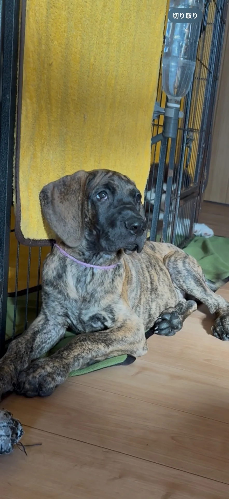 新しいご家族が決まりました。千葉県お客様ありがとうございました。