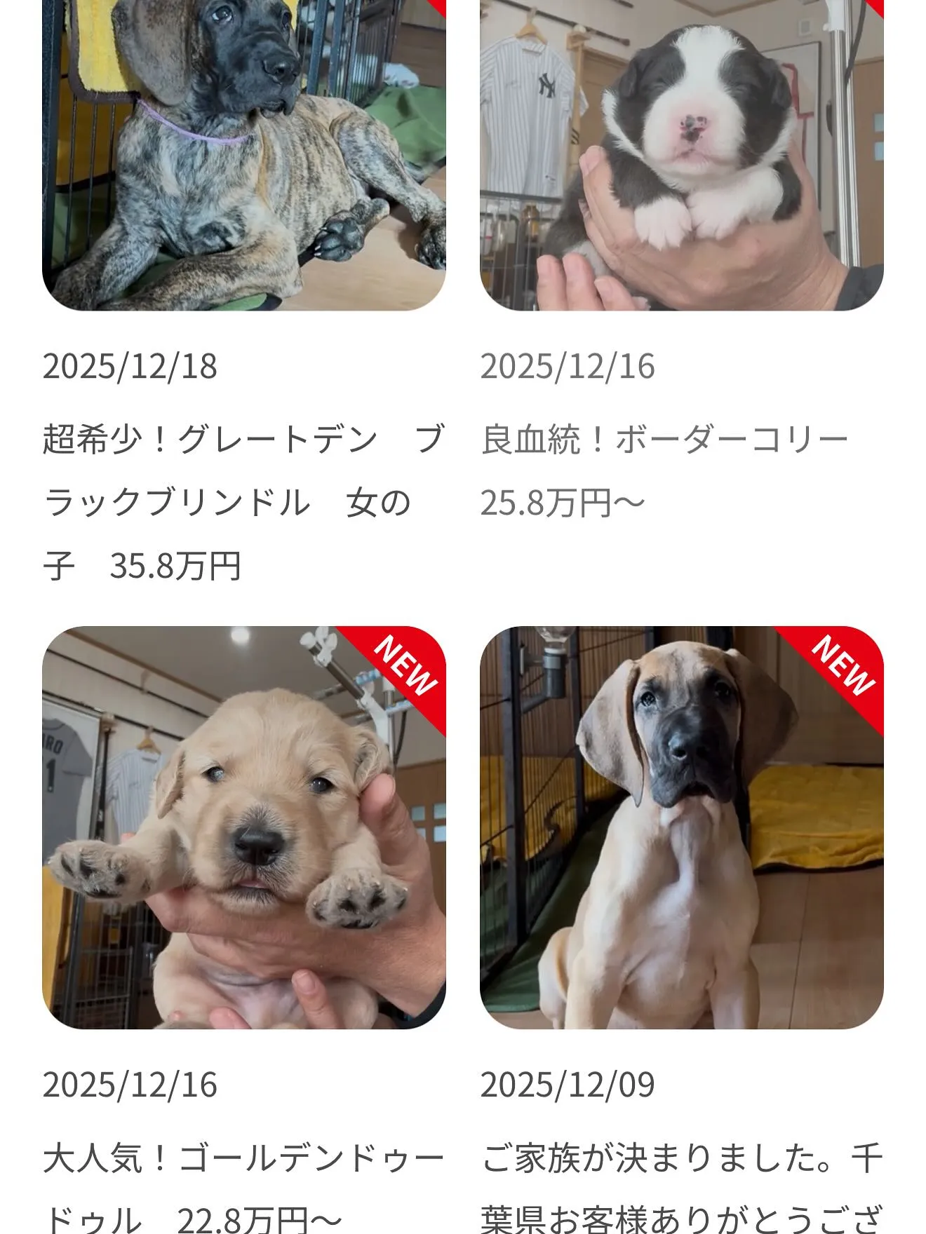 グレートデンのブラックブリンドル♀