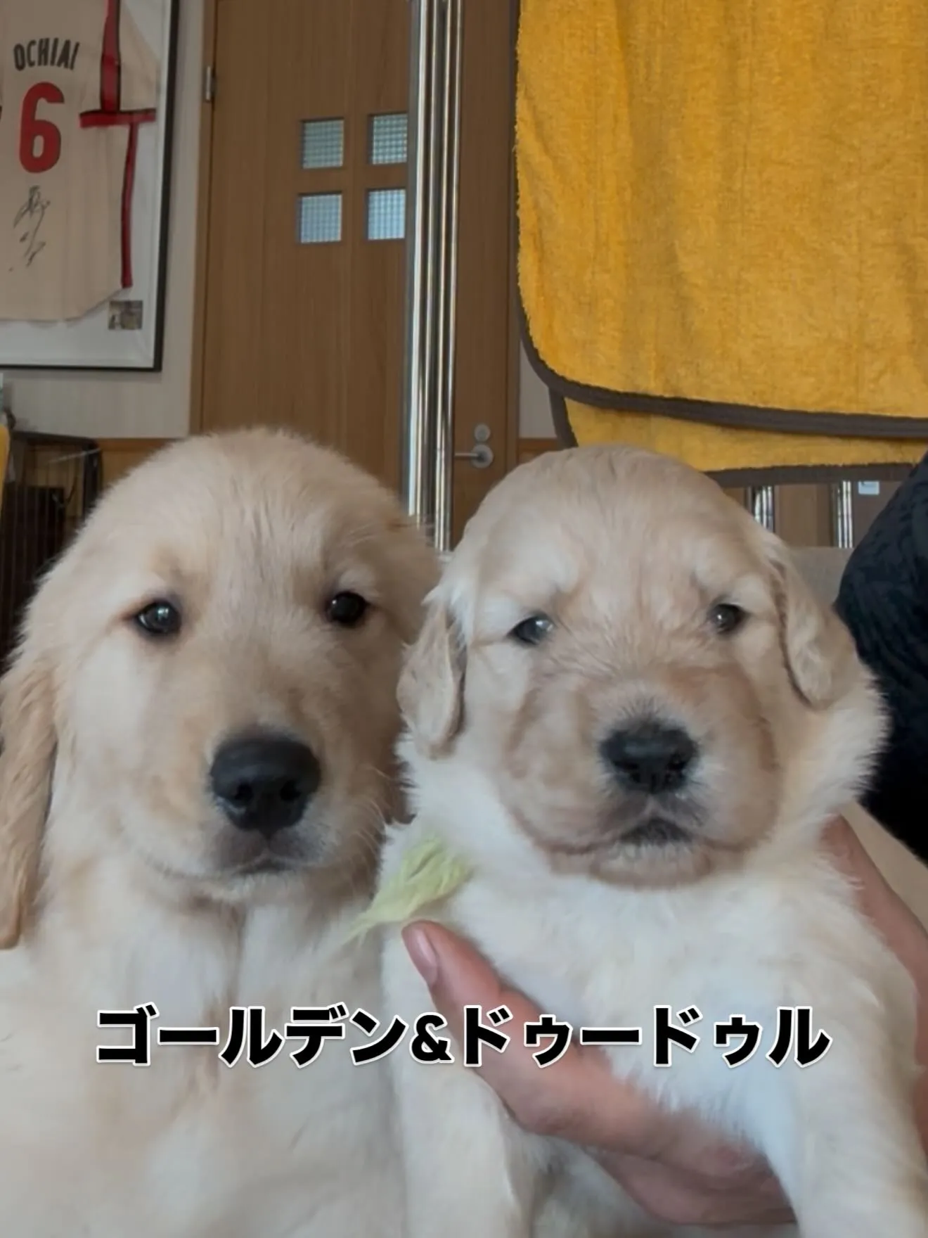ゴールデンドゥードゥル🐶