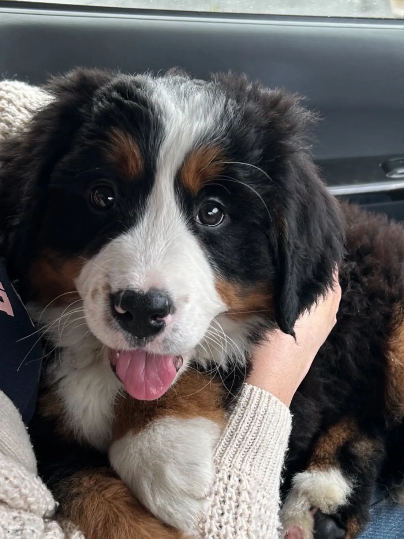 ゴールデンドゥードゥル🐶