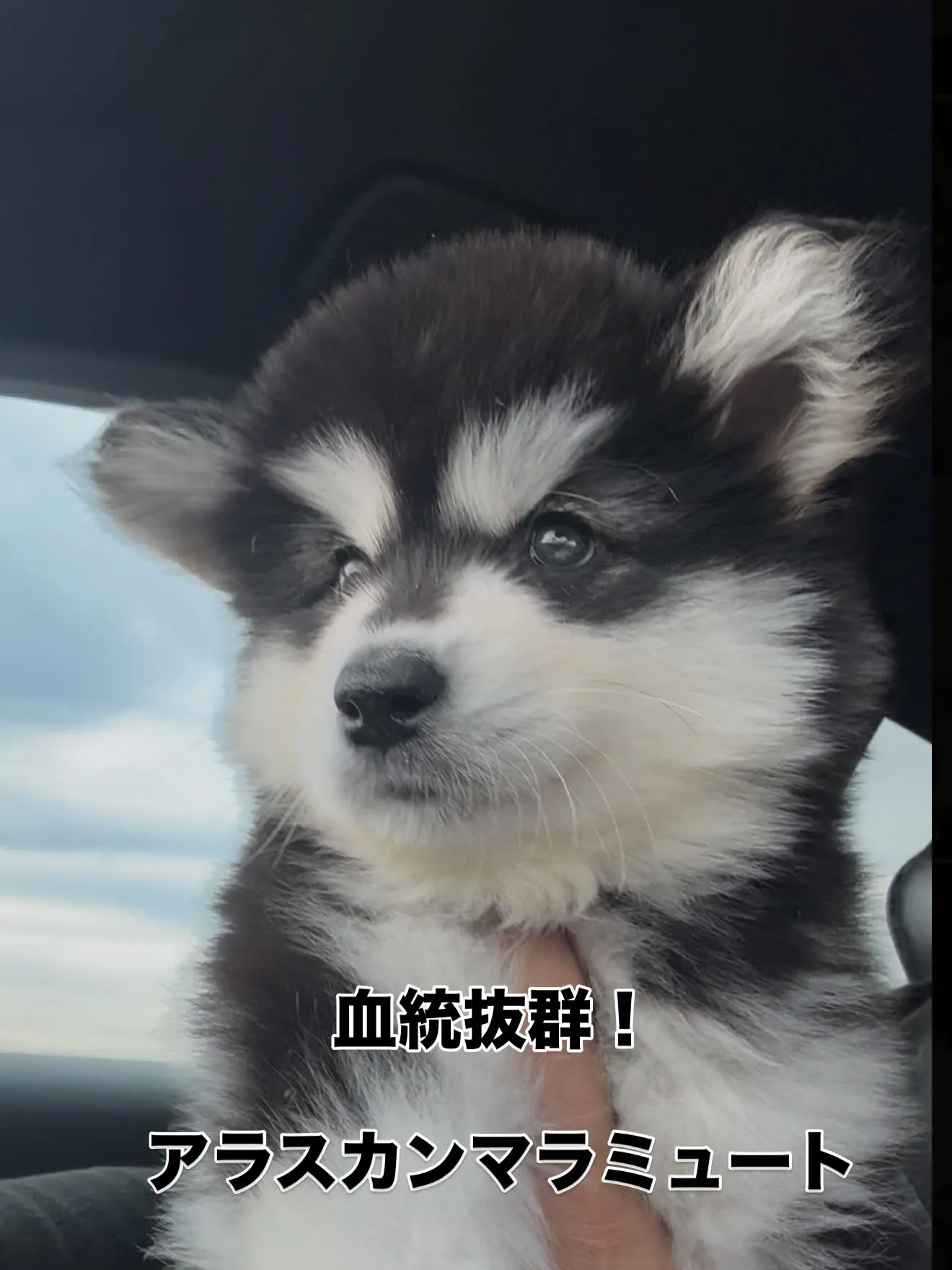 素晴らしい子が🐶、やって参りました😌