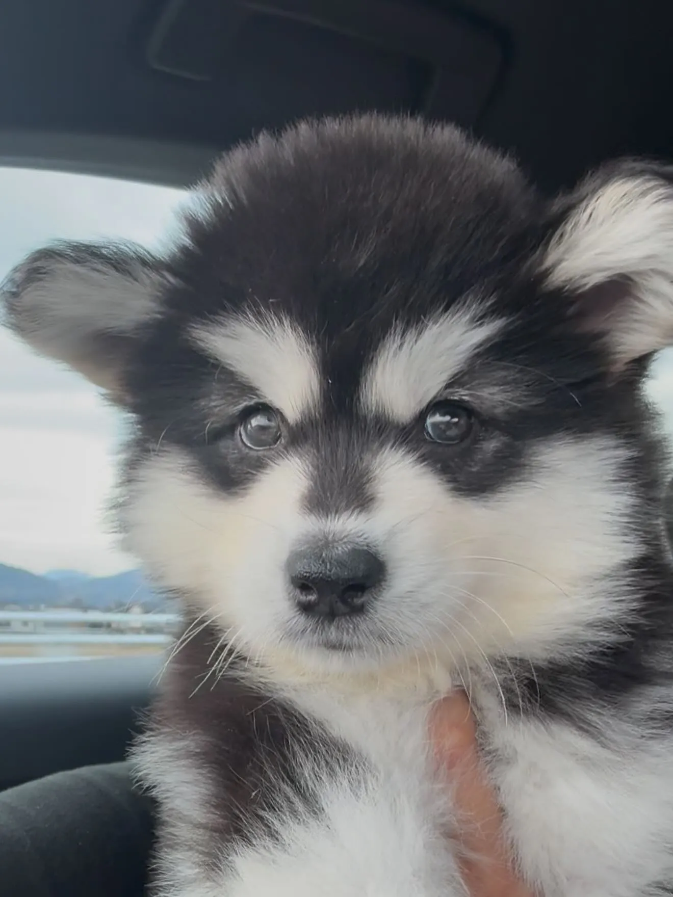 素晴らしい子が🐶、やって参りました😌