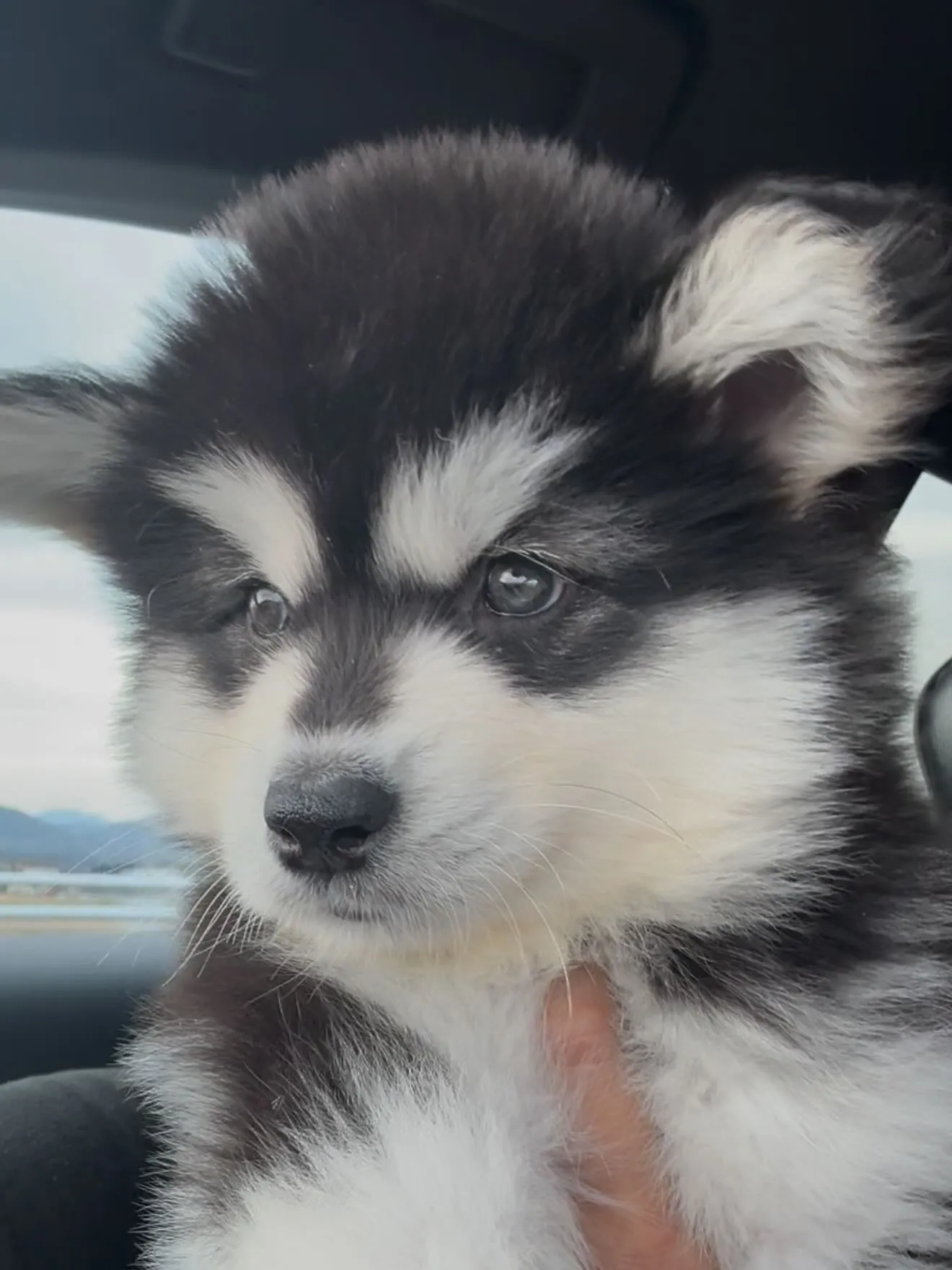 素晴らしい子が🐶、やって参りました😌