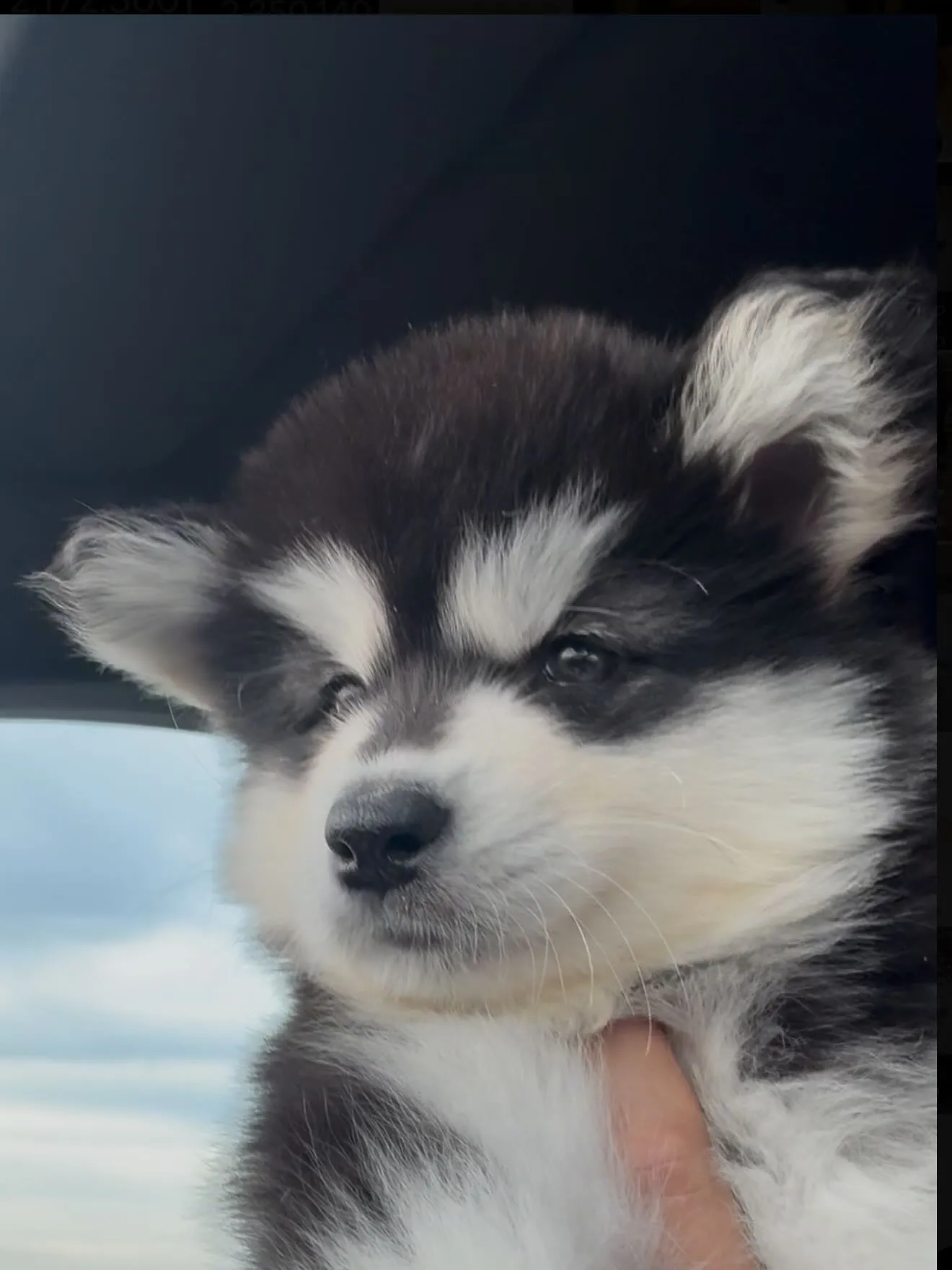 素晴らしい子が🐶、やって参りました😌