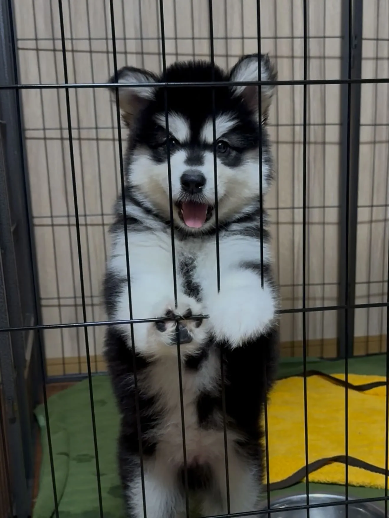 おはようございます🐶