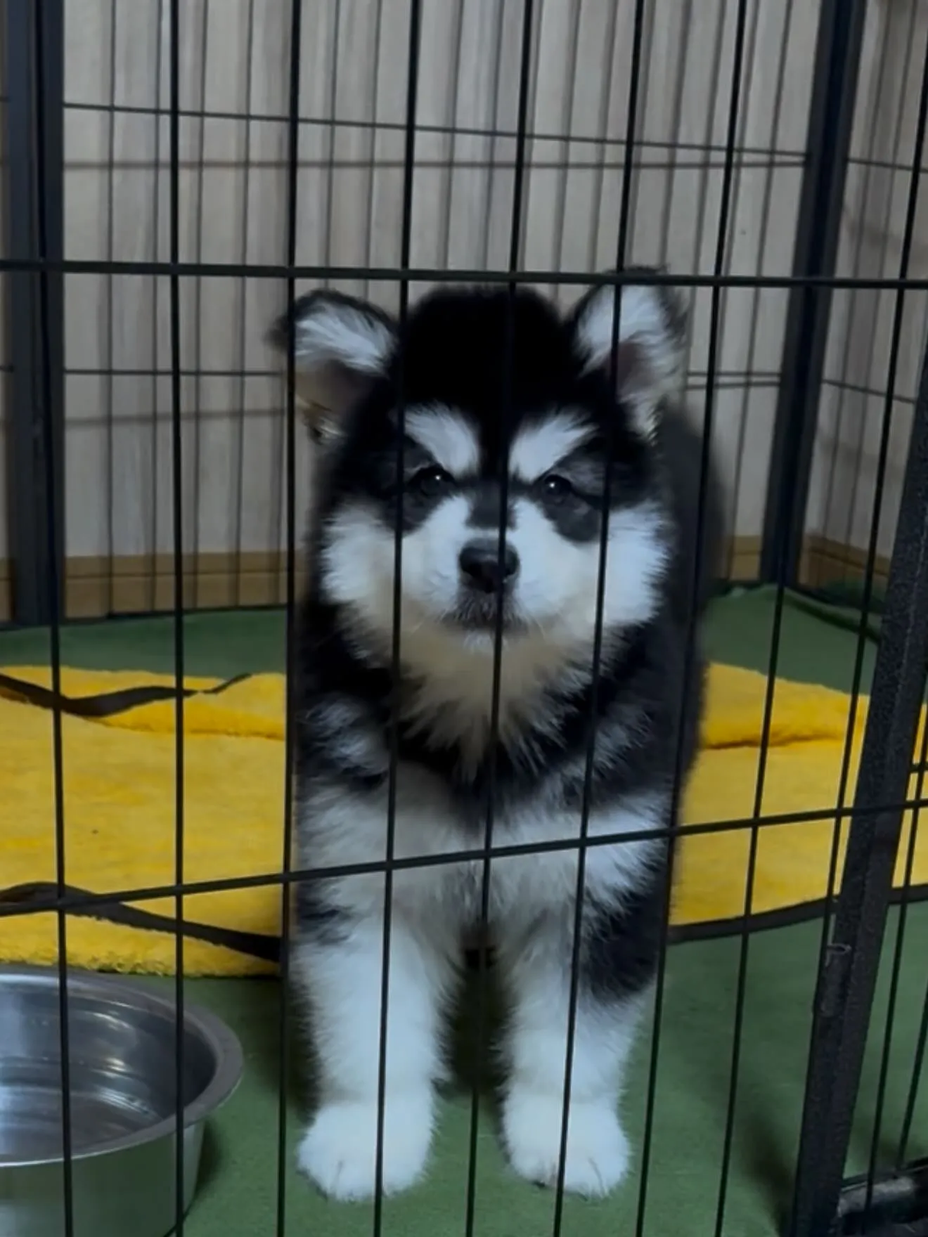 おはようございます🐶