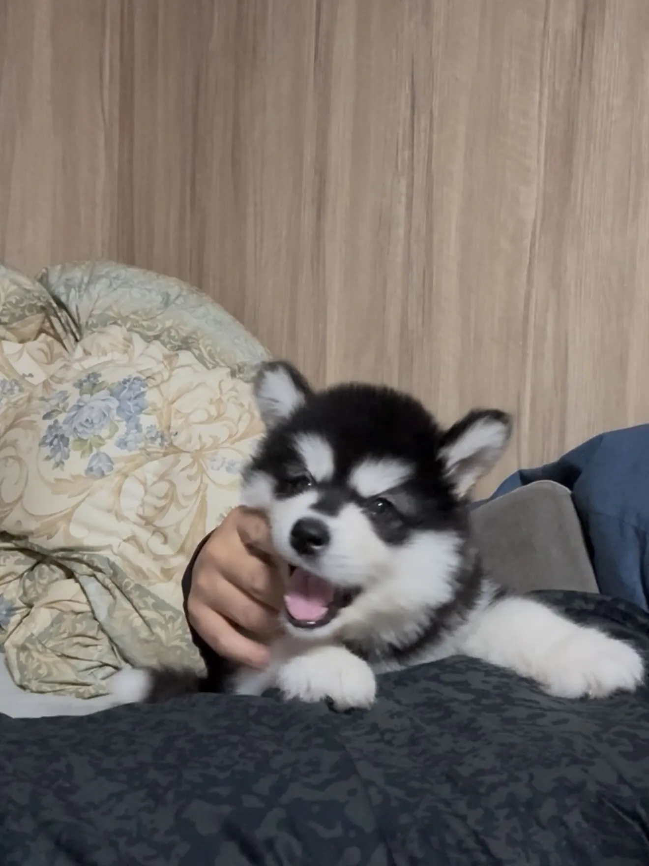 おはようございます🐶