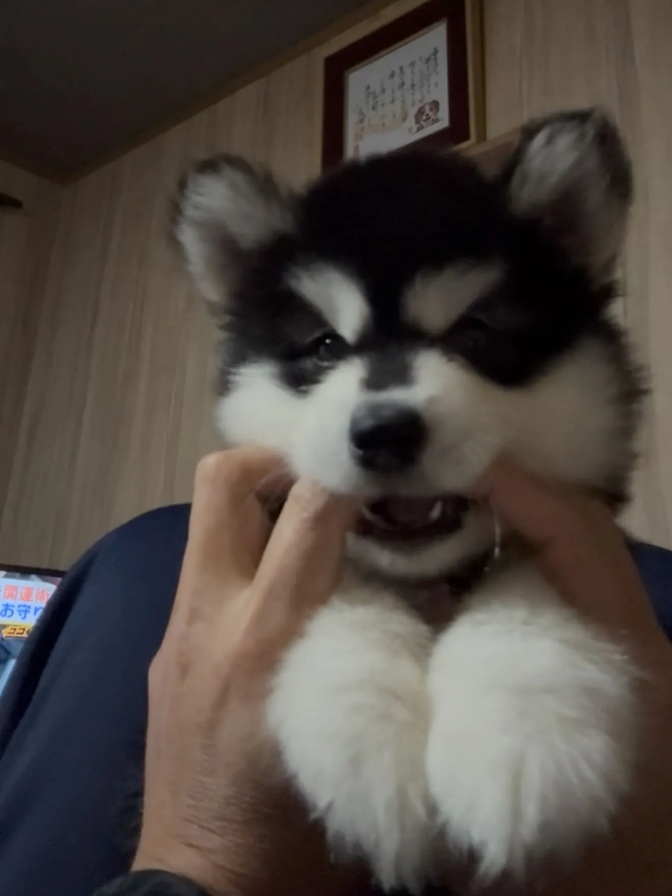 おはようございます🐶
