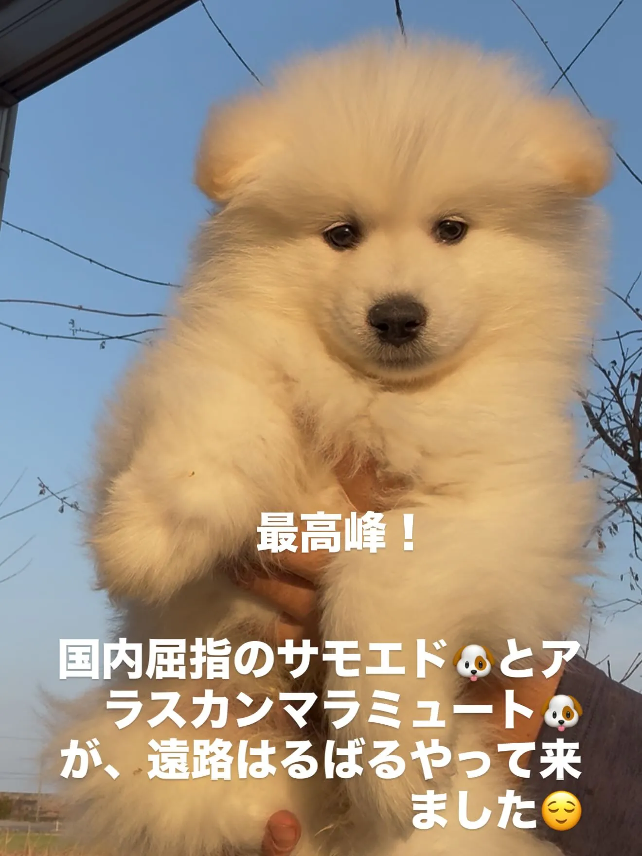 凄いです！💦🐶