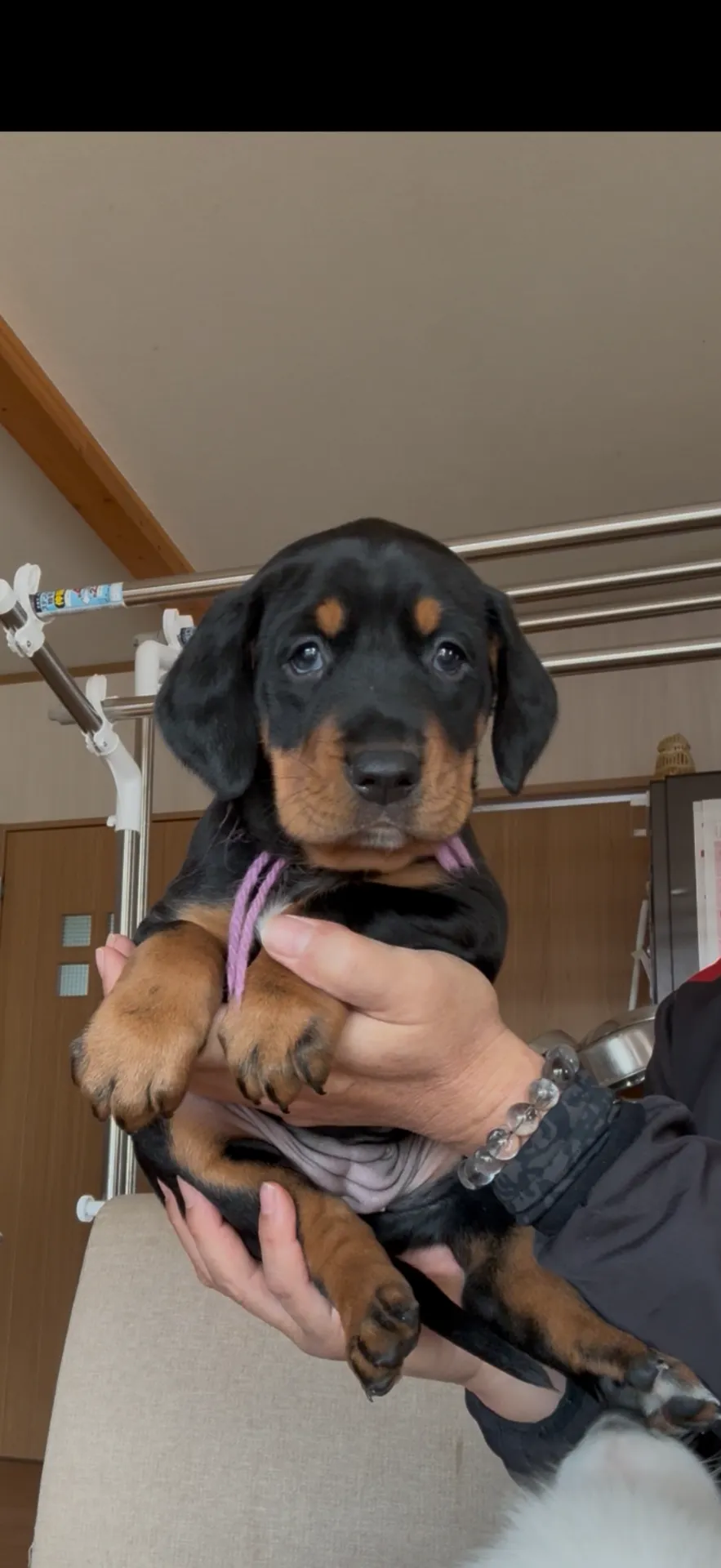 新しいご家族が決まりました。福岡県お客様ありがとうございました。