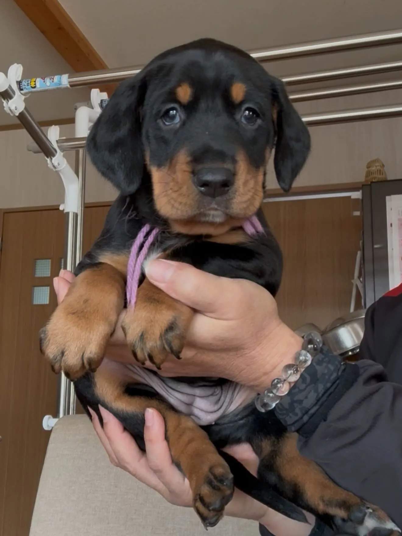 ドーベルマン🐶