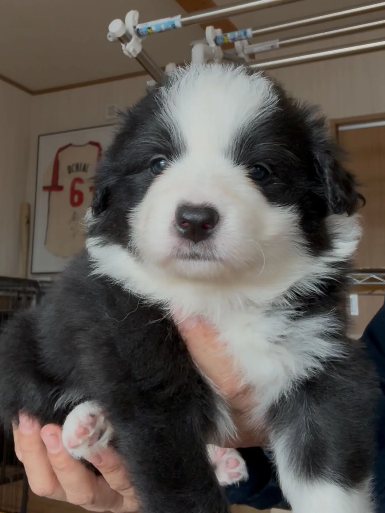 お正月のひととき🐶❄️