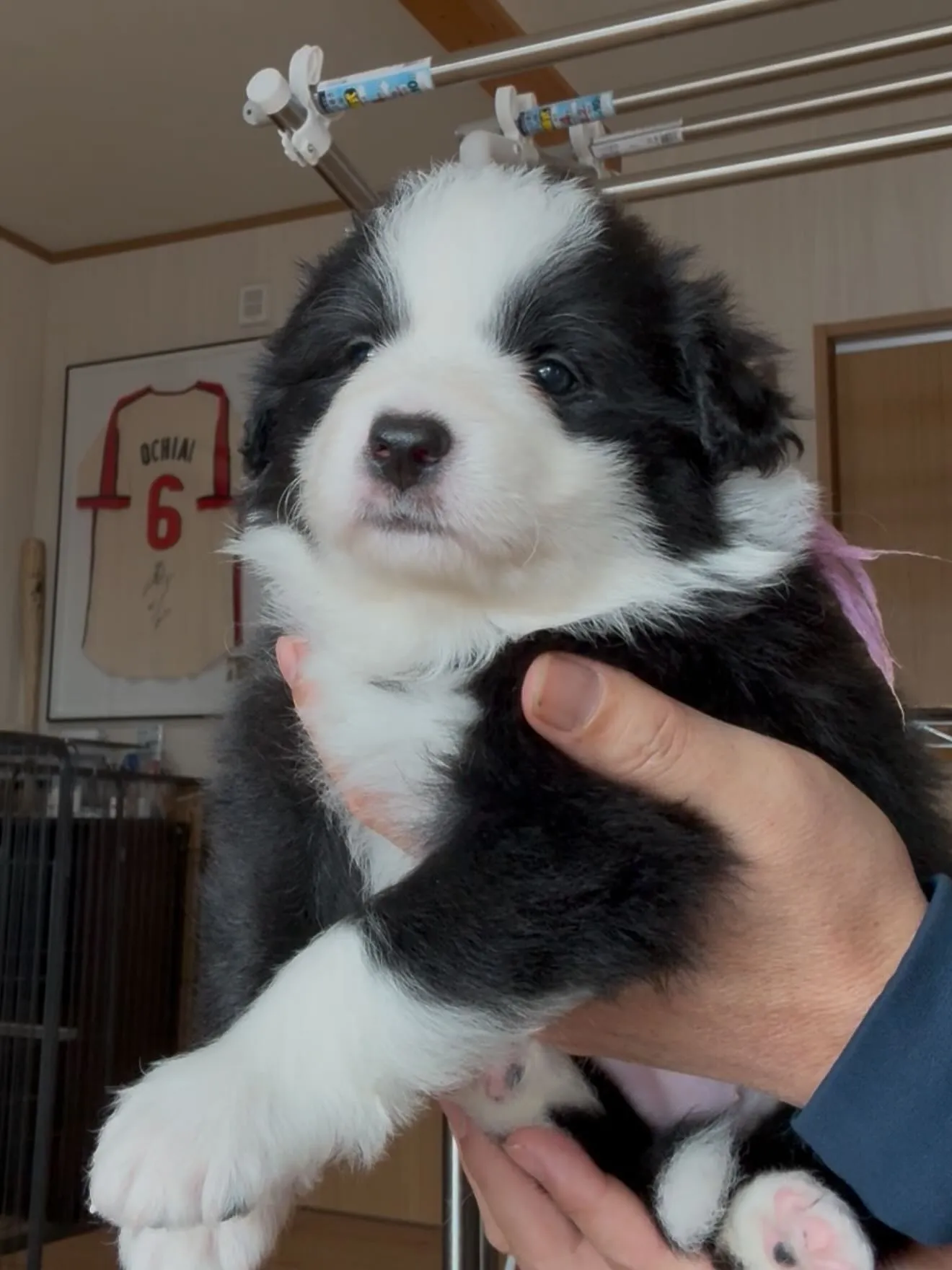 お正月のひととき🐶❄️