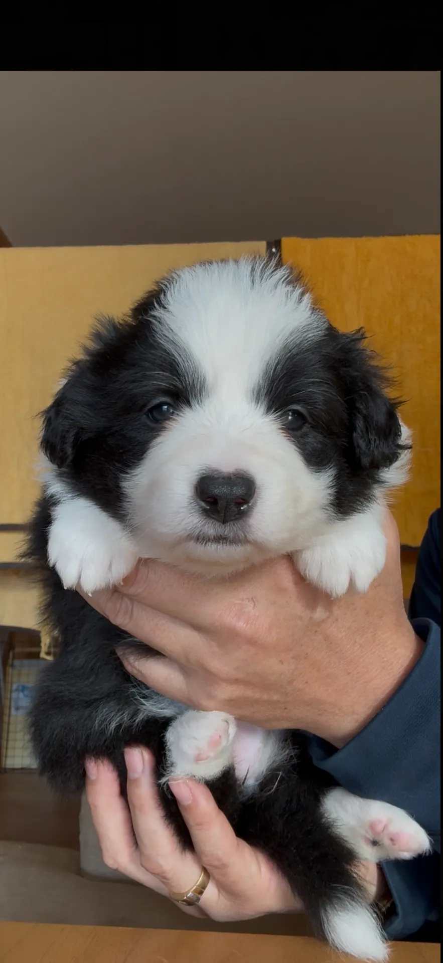 新しいご家族が決まりました。福岡県お客様ありがとうございました。