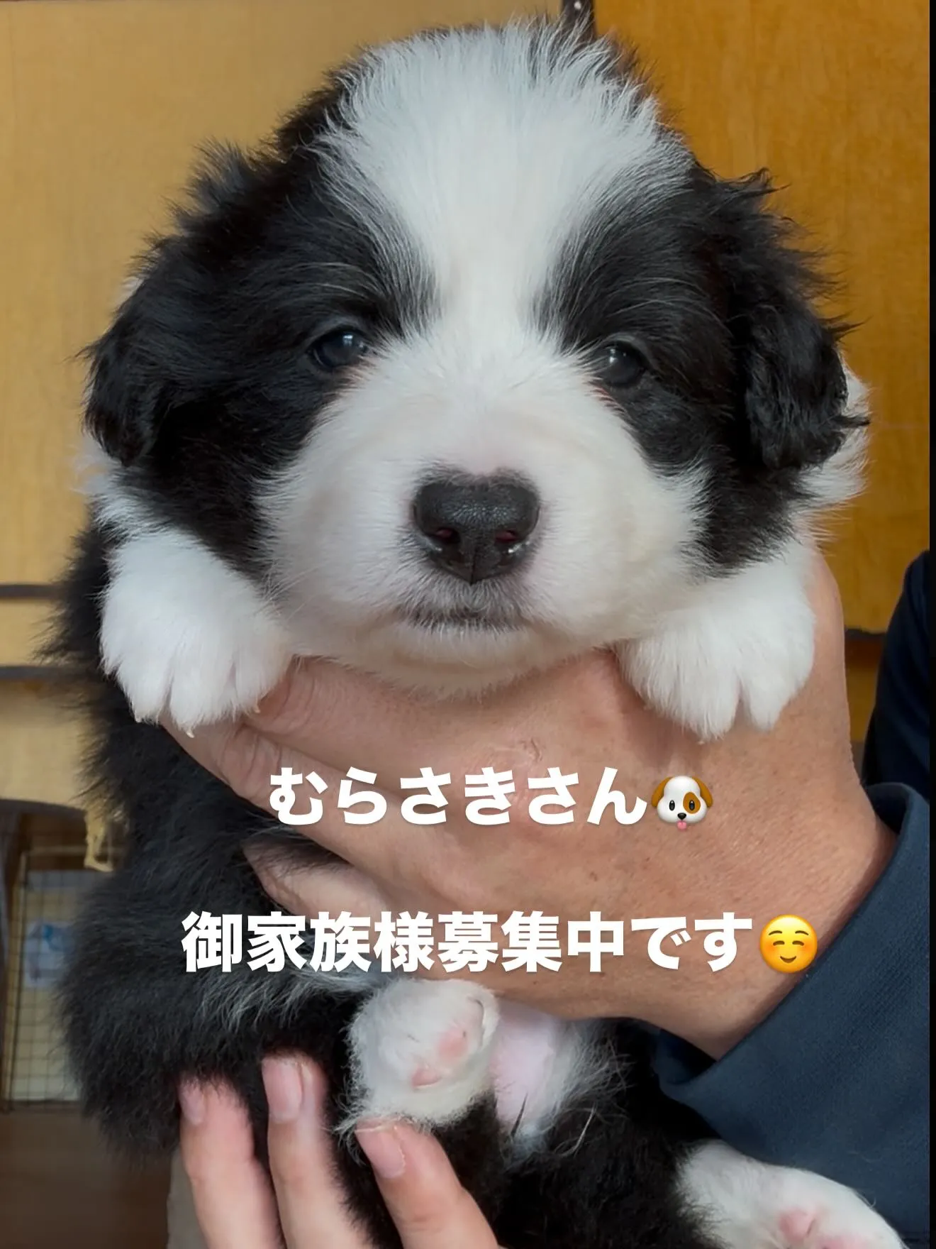 お正月のひととき🎍🐶