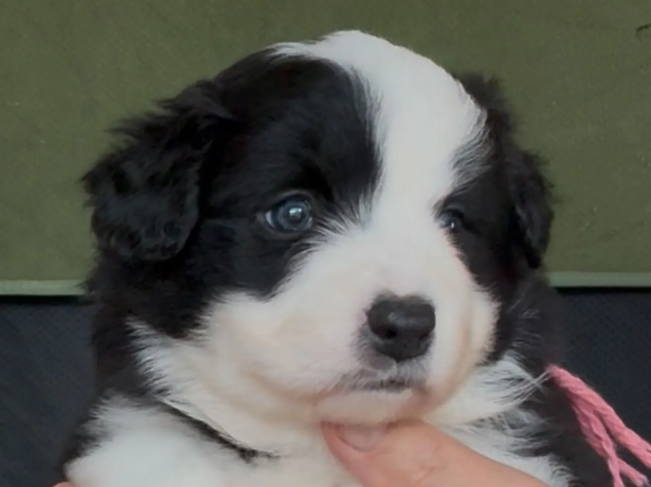 近すぎると行かないものですね⛩️